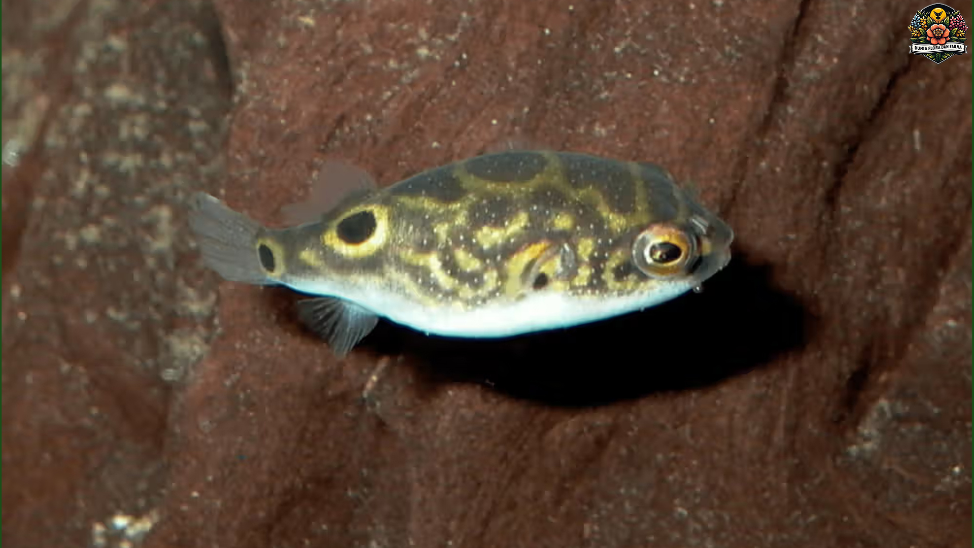 Ikan Buntal Kerdil: Penjaga Laut dengan Senyuman Bahaya