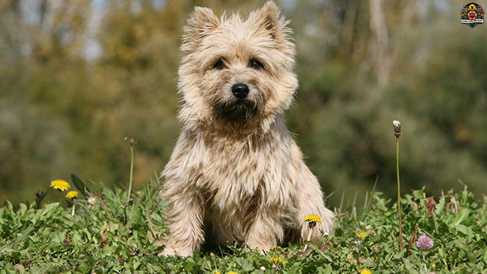 Cairn Terrier: Anjing Kecil yang Penuh Semangat dan Petualangan