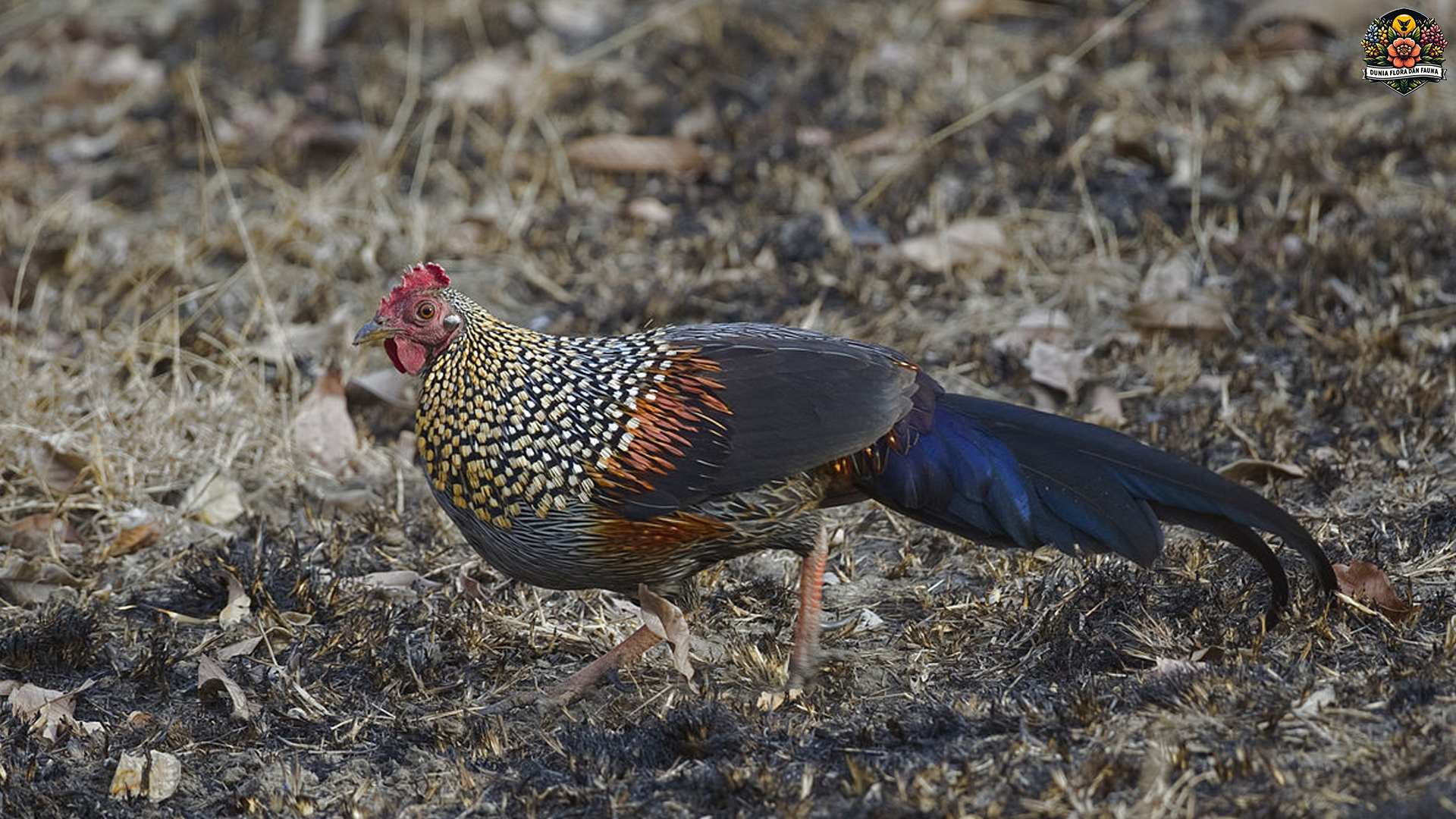 Keunikan Ayam Hutan Kelabu: Menyusuri Jejak Spesies Langka