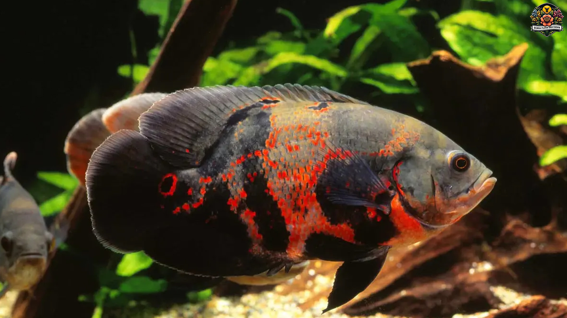 Ikan Oscar: Si Pemangsa Cerdas dengan Penampilan Menarik