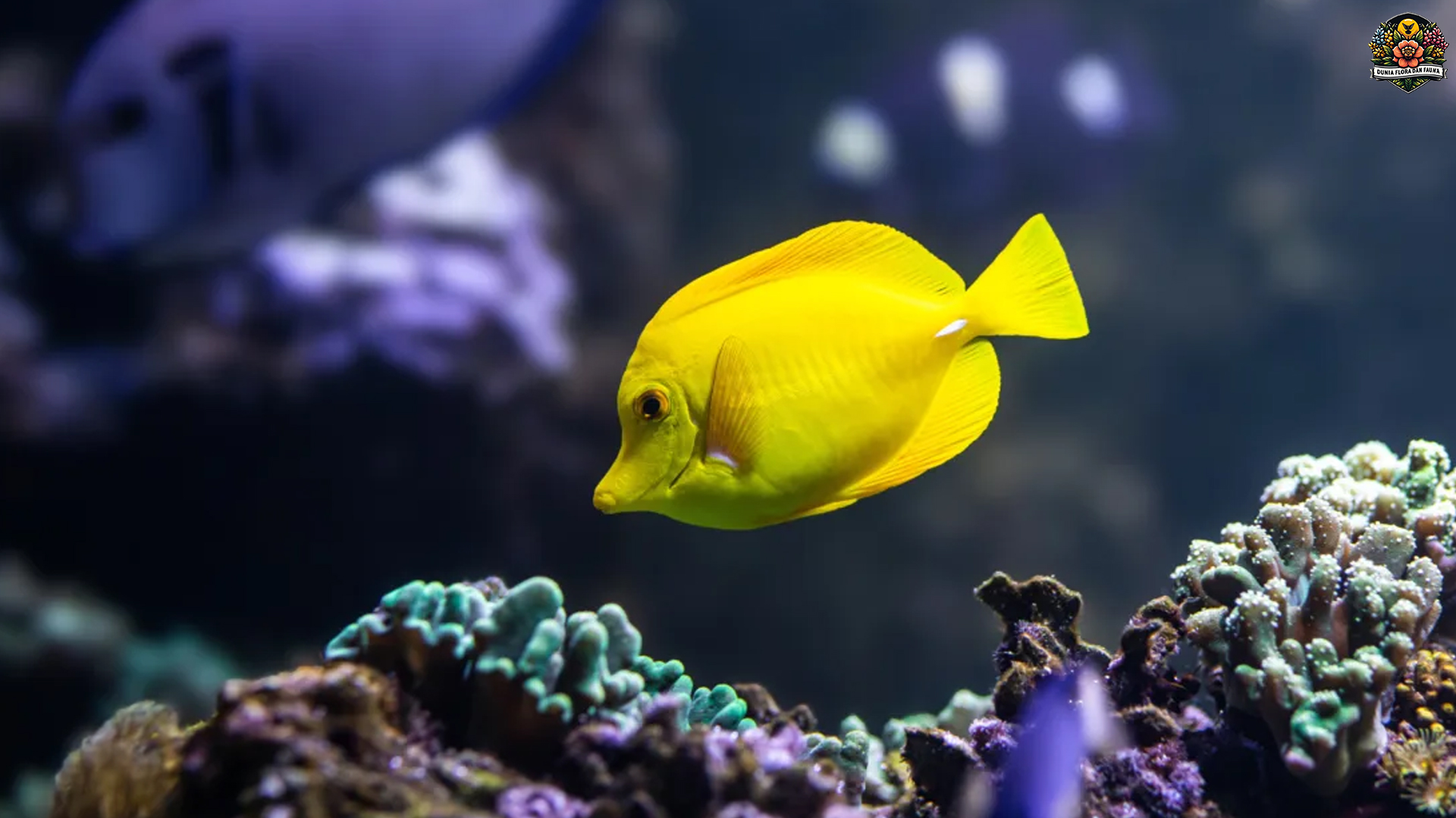 Keunikan Ikan Yellow Tang: Si Emas yang Memukau Penghuni Laut