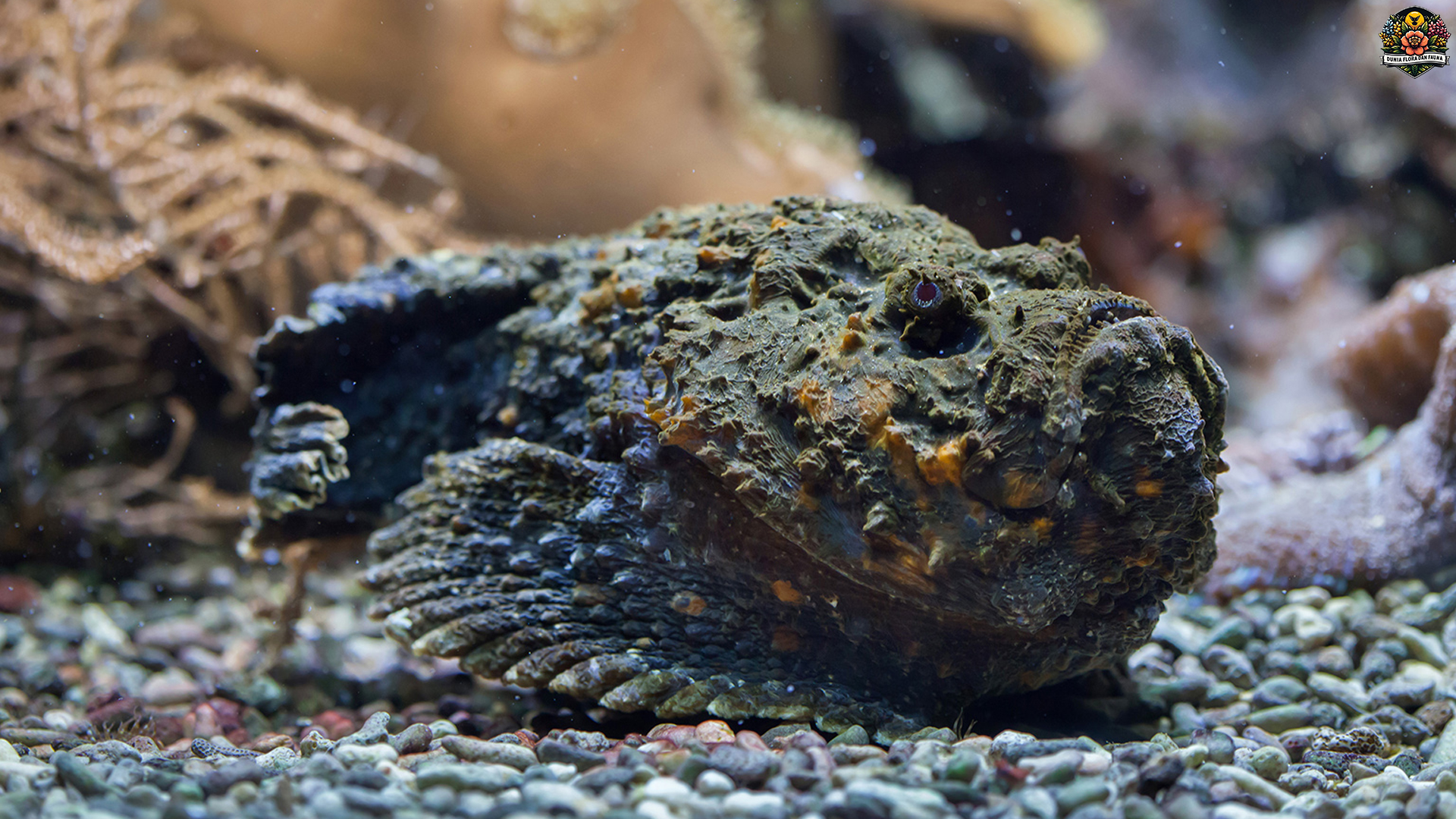 Ikan Stonefish: Pemangsa Laut yang Menyamar dengan Cerdik