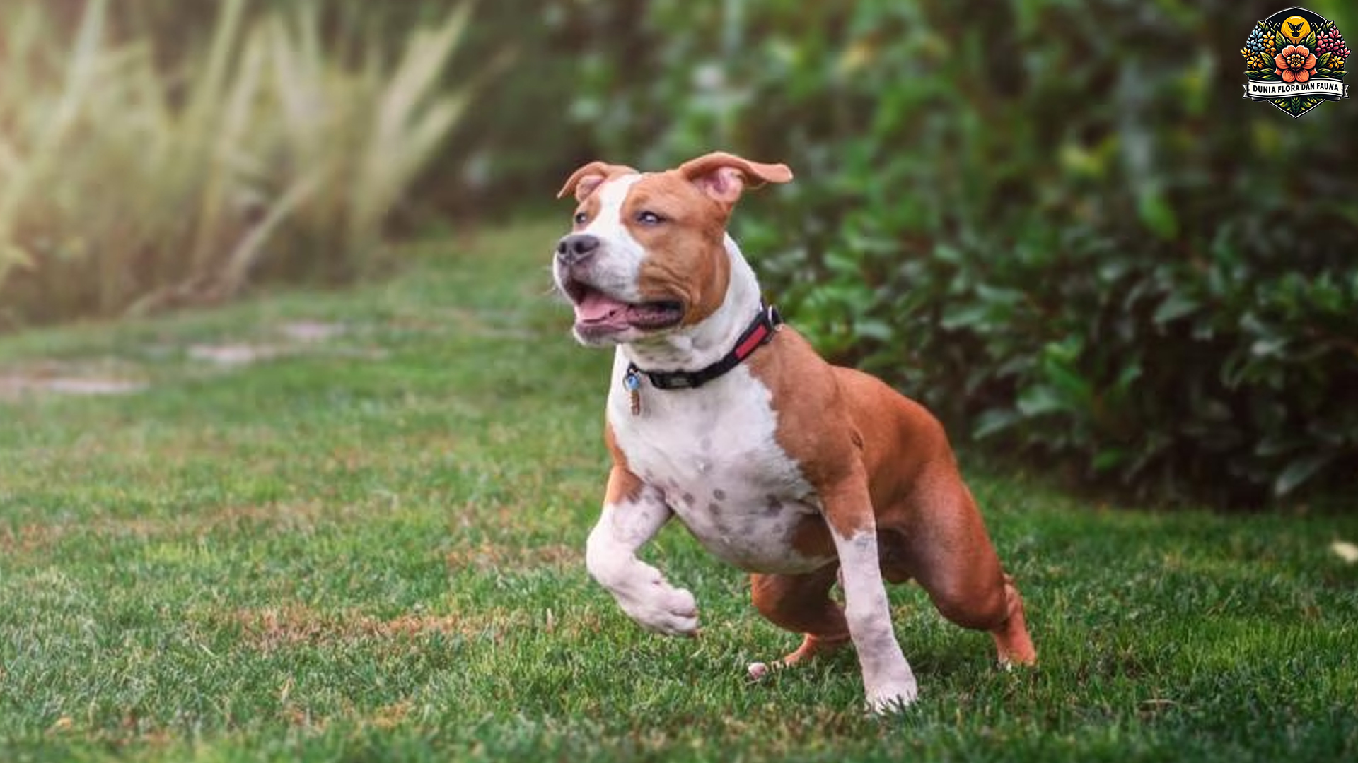 American Staffordshire Terrier: Anjing Setia dengan Karakter Kuat