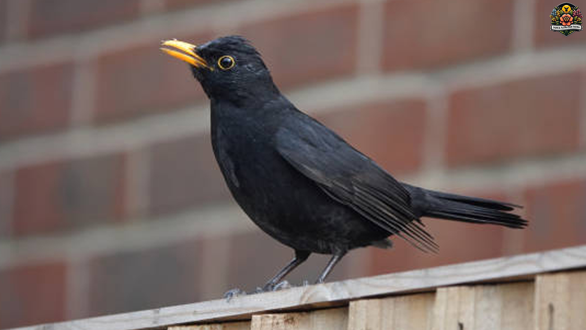 Keunikan Burung Sikatan Hitam: Satwa Indonesia yang Menawan