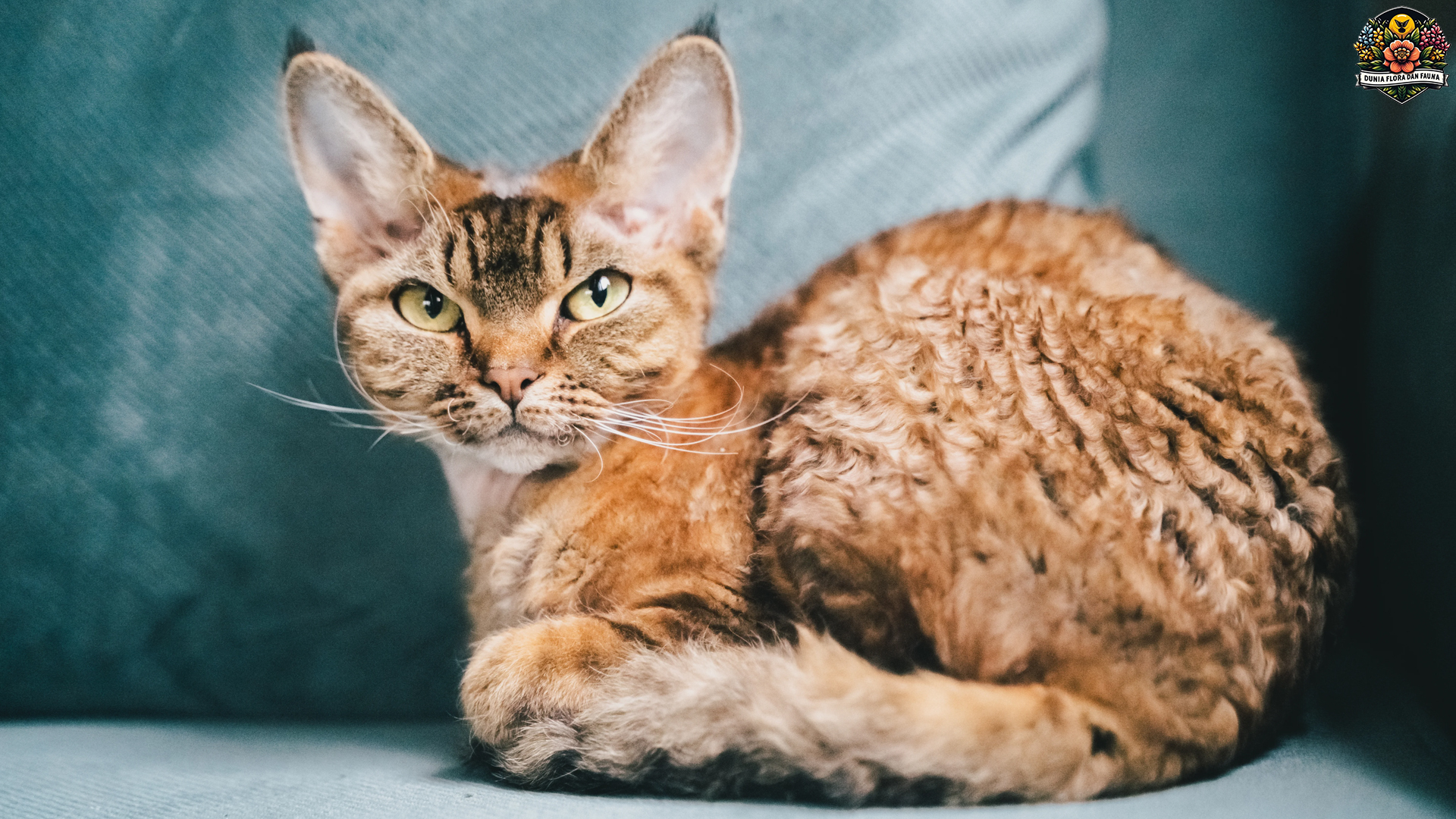 Kucing Devon Rex: Teman Sejati dengan Kepribadian Menarik