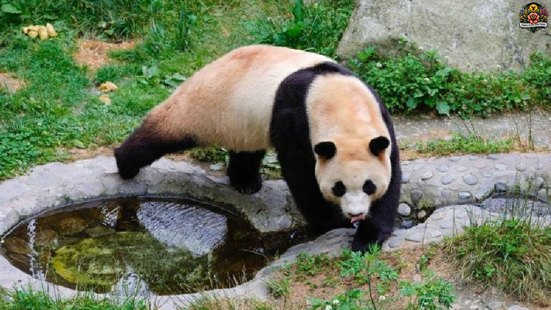 Dari Anak hingga Dewasa: Perjalanan Hidup Panda Raksasa