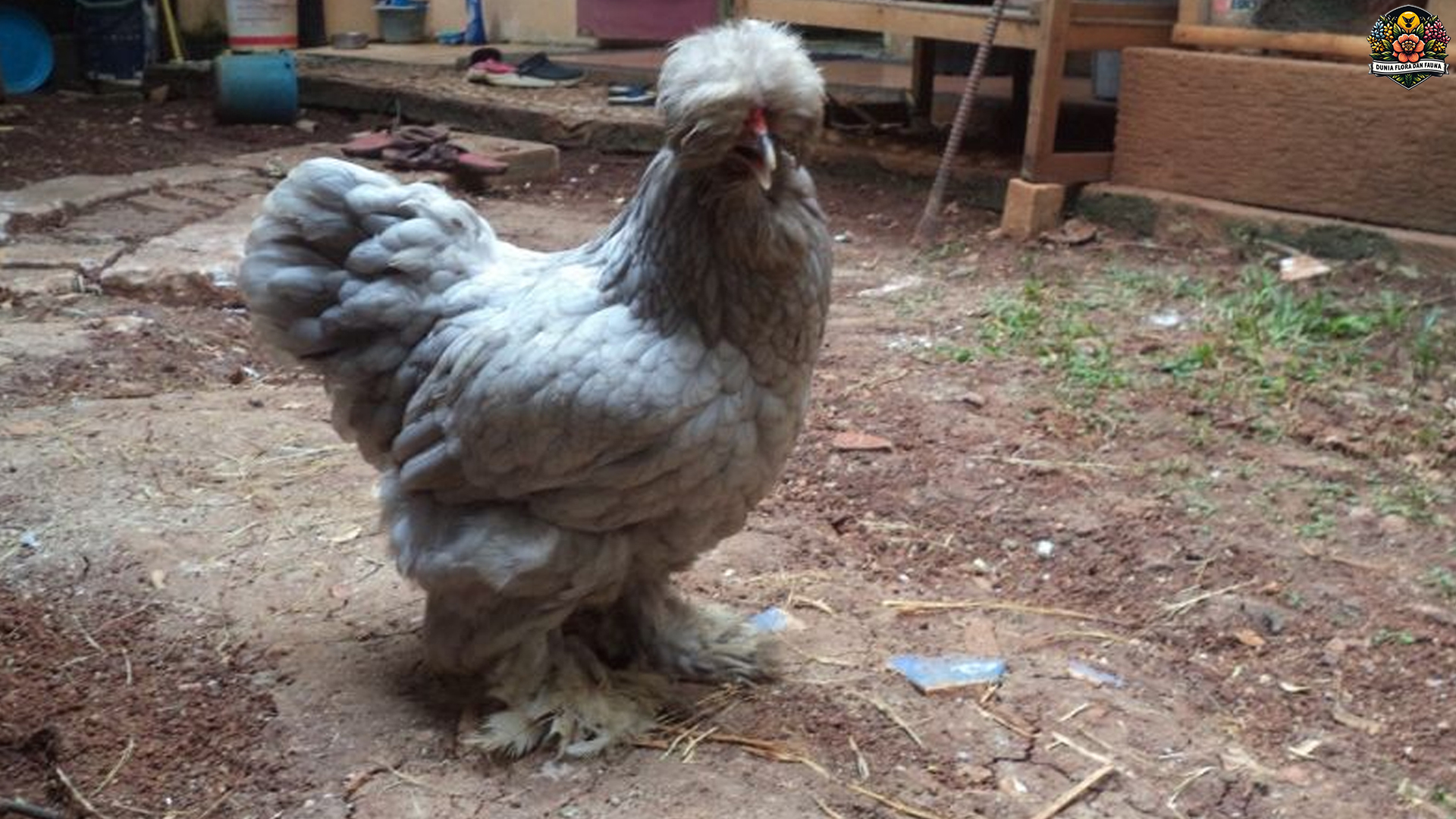Mengenal Ayam Brahma: Si Ayam Besar dengan Karakter Kuat