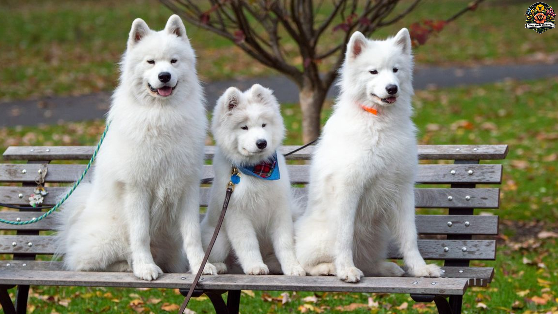 Mengenal Samoyed: Ras Anjing dengan Senyum Menawan