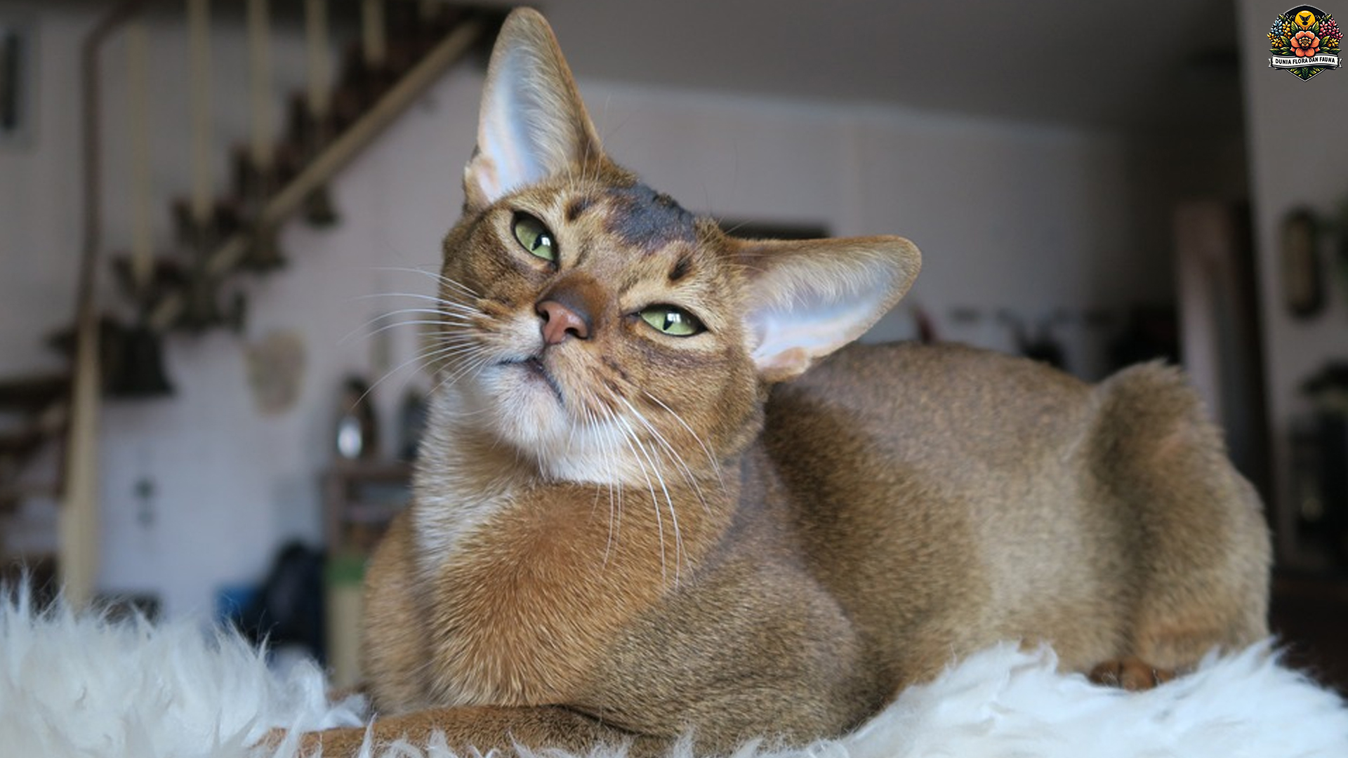Kucing Abisinia: Keanggunan dan Keceriaan yang Memikat
