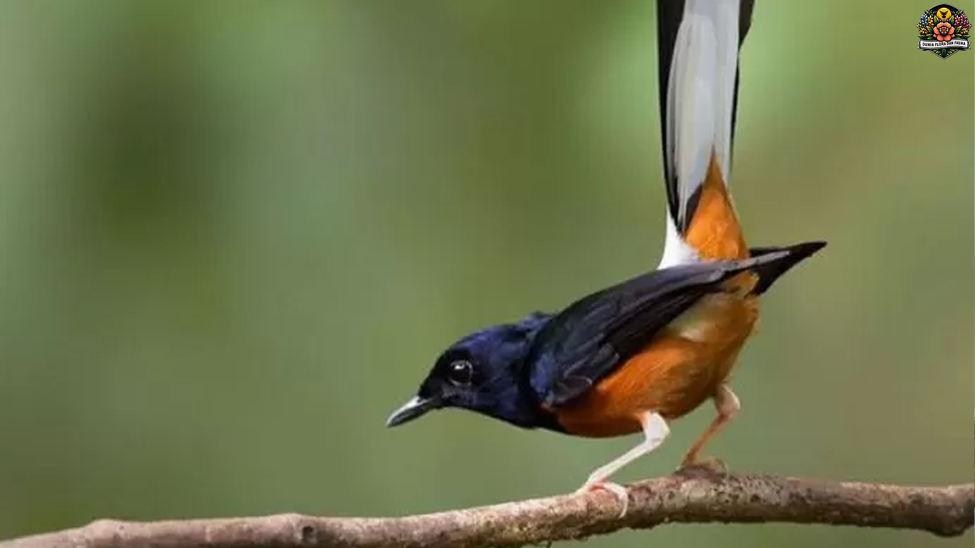 Mengenal Burung Murai Batu: Pesona dan Keunikannya yang Unik