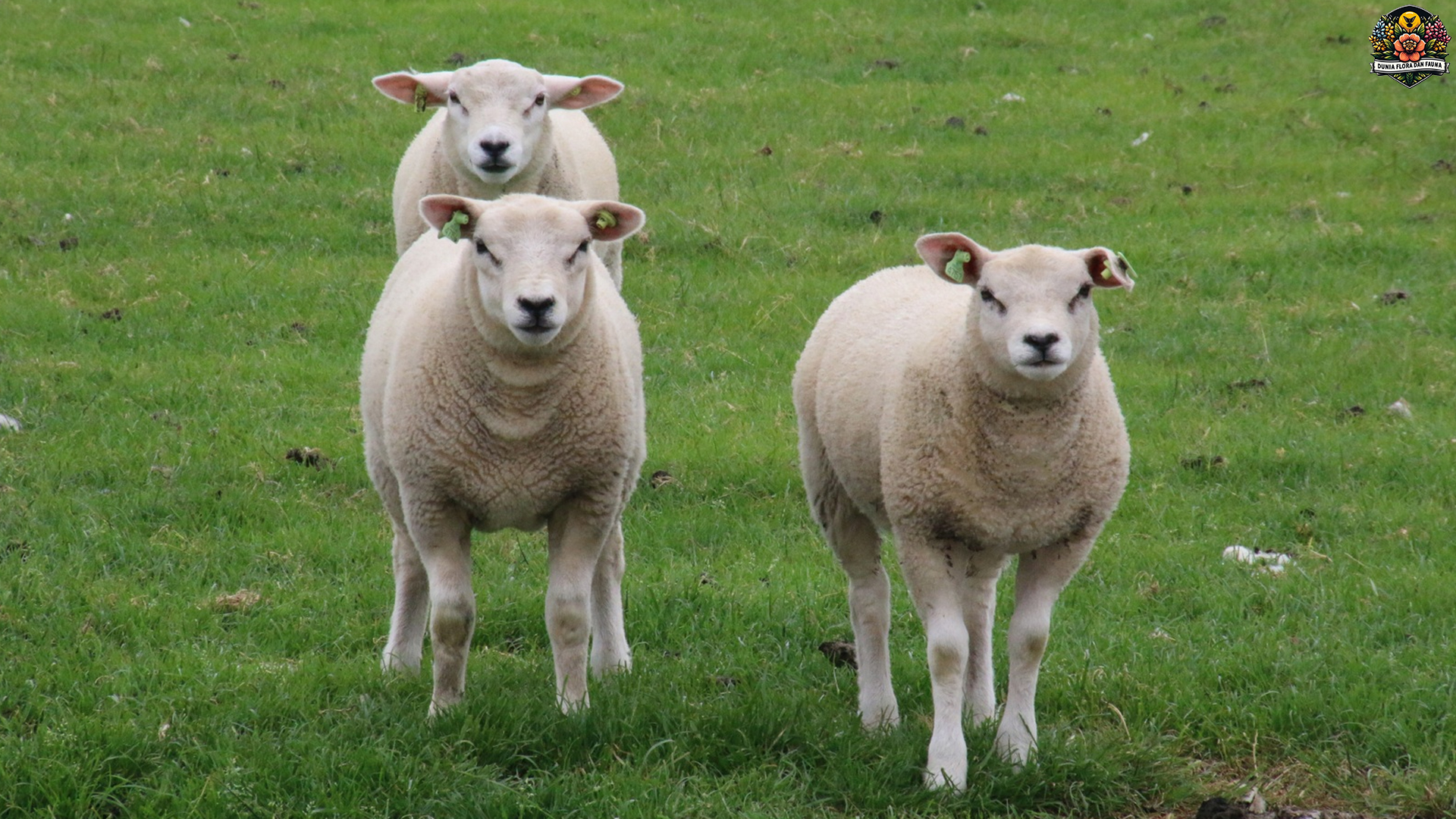 Domba Texel: Ras Unggul dengan Fisik Kuat dan Sehat Ideal