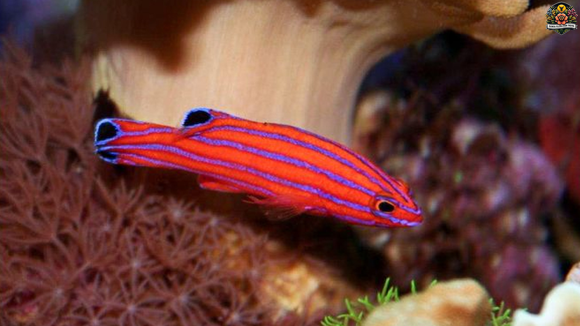 Candy Basslet: Pesona Mini Menawan di Dunia Lautan Indah