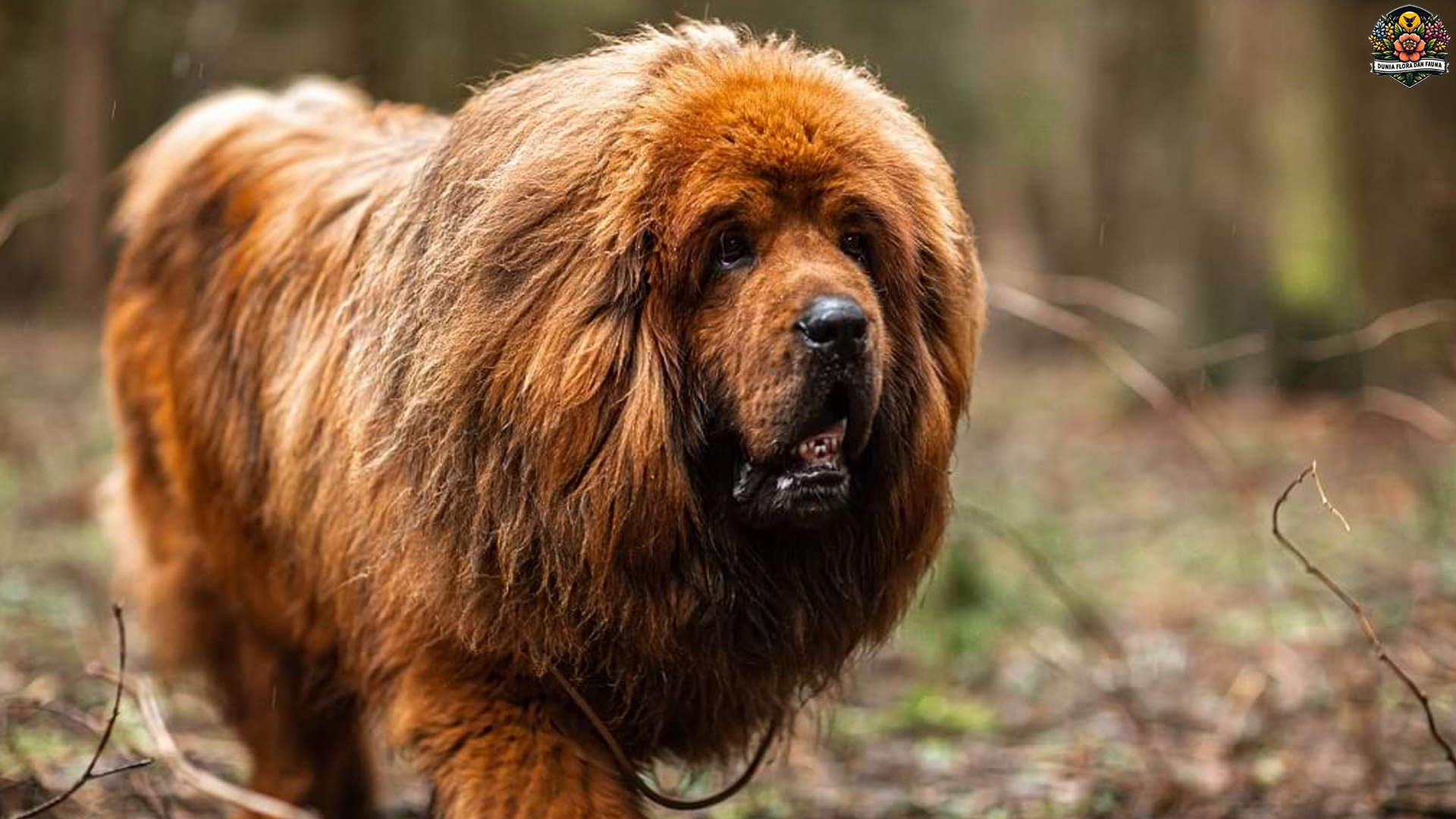 Tibetan Mastiff: Mengungkap Asal Usul dan Karakter Uniknya