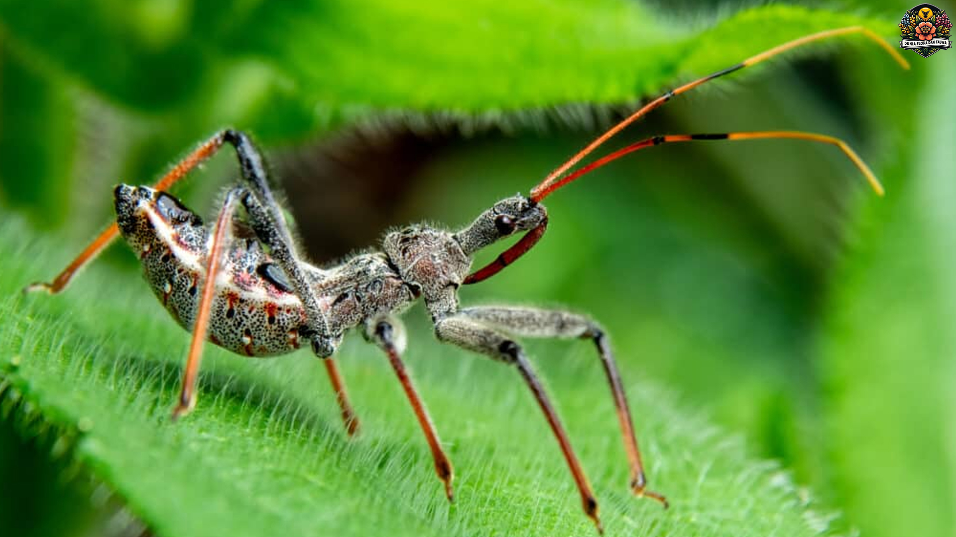 Assassin Bugs: Keahlian Membunuh dalam Dunia Serangga