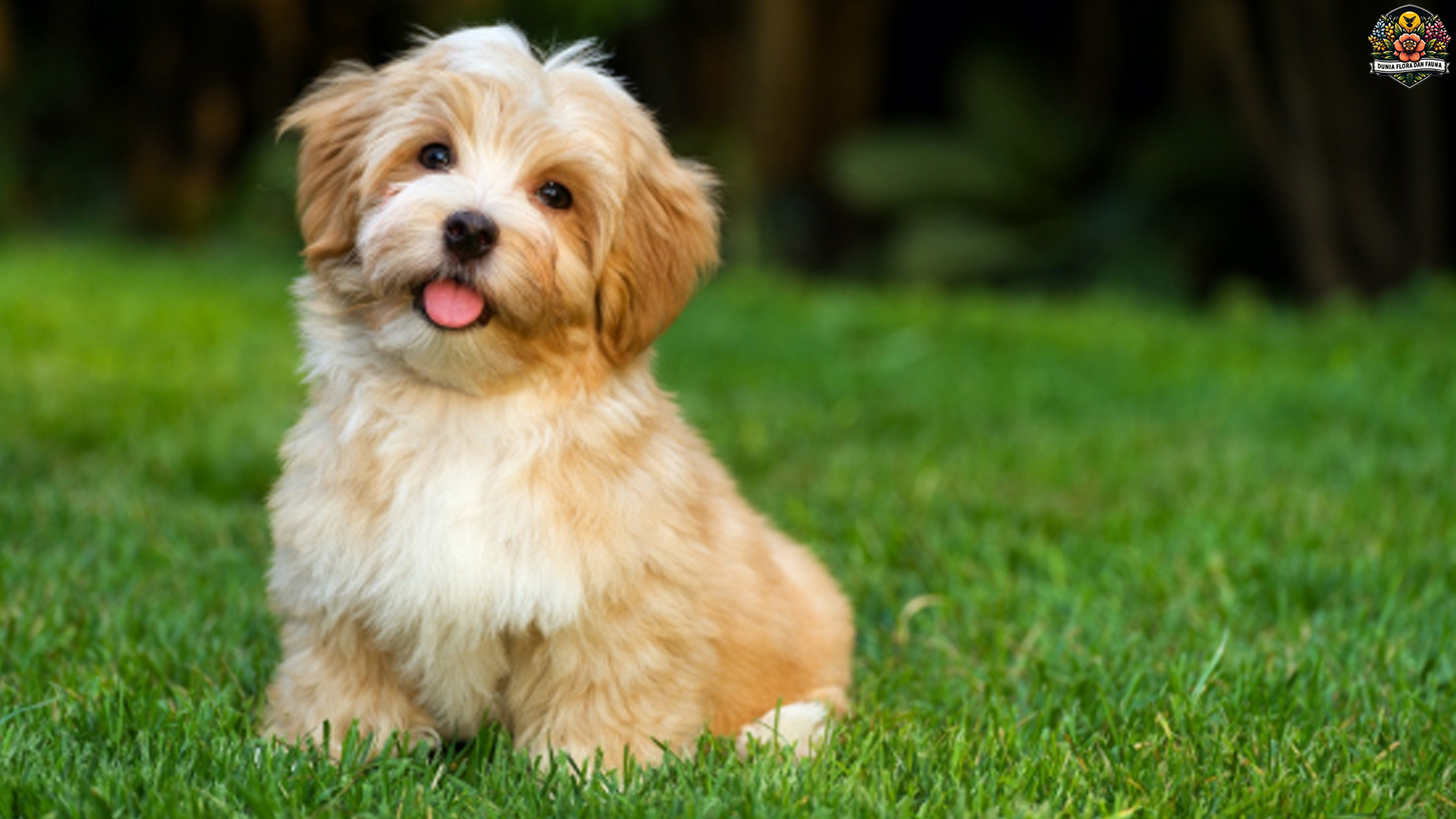 Bichon Havanais: Anjing Kecil dengan Kepribadian Besar