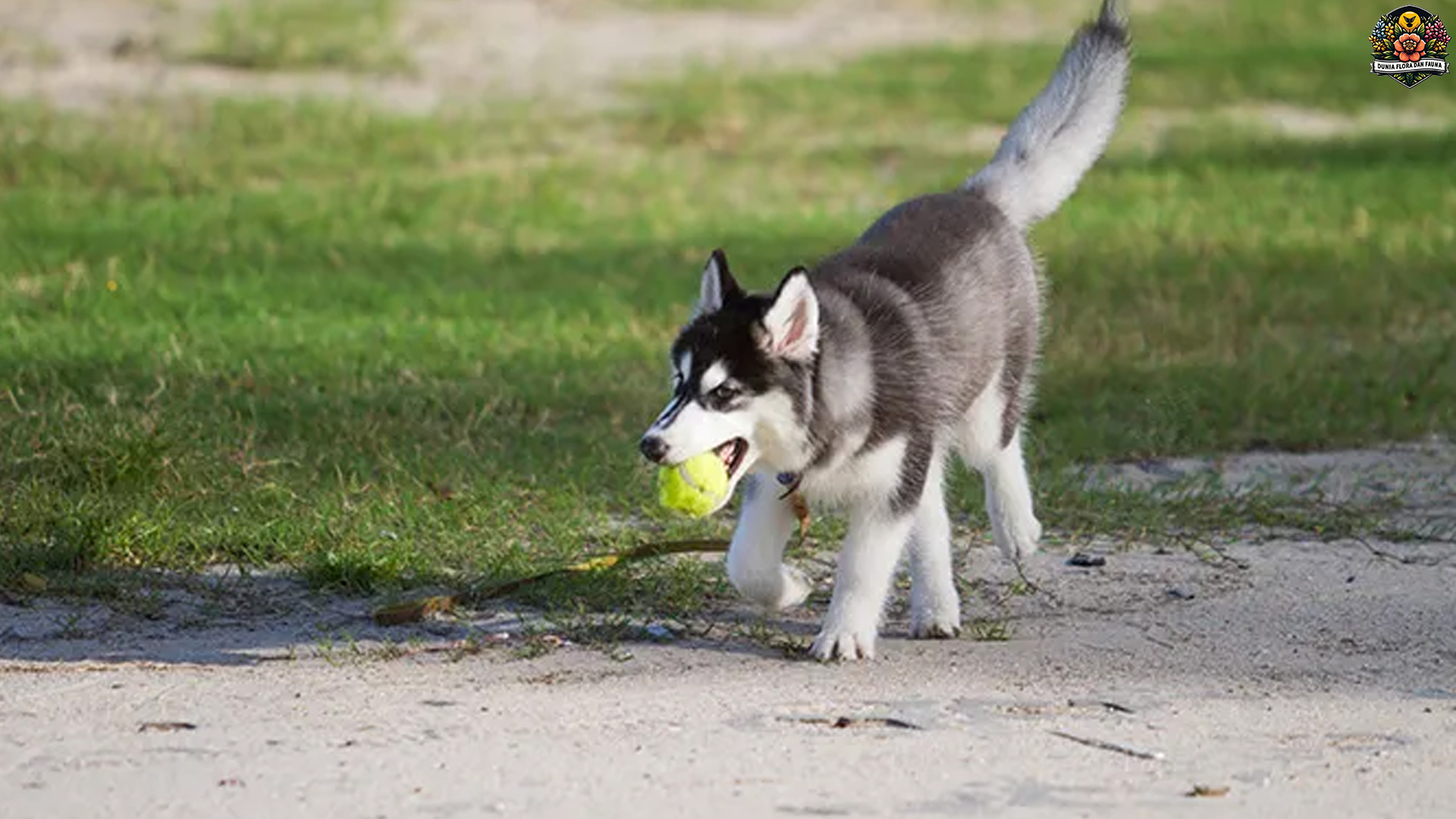 Kepribadian Siberian Husky: Apa yang Membuatnya Begitu Unik