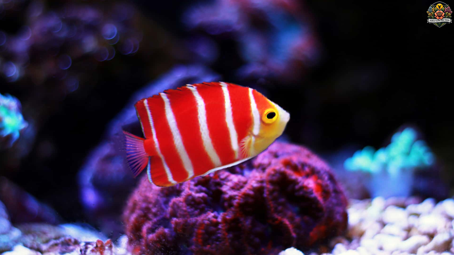 Peppermint Angelfish: Fakta Menarik Spesies Langka Indah