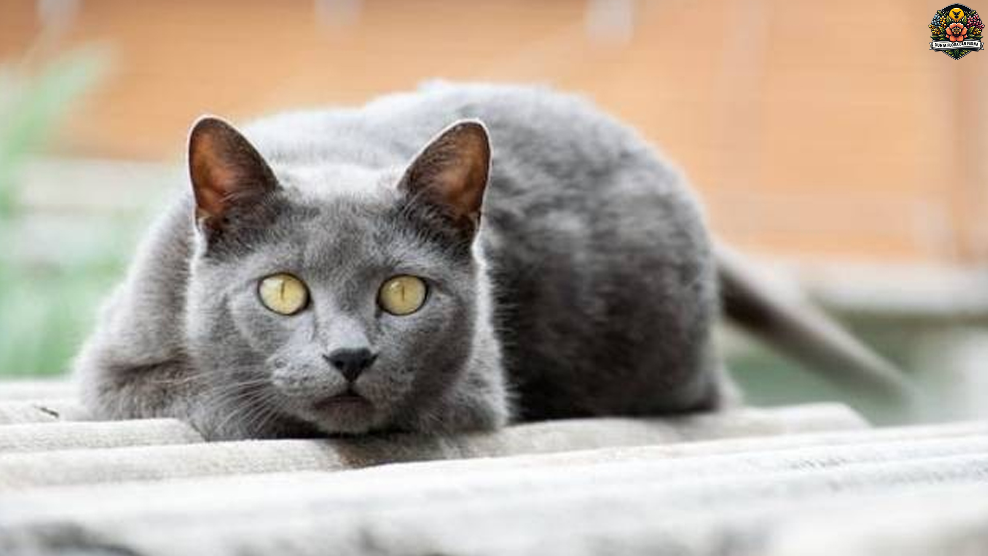 Kucing Chartreux: Keindahan dan Keunikan Ras Kucing Prancis