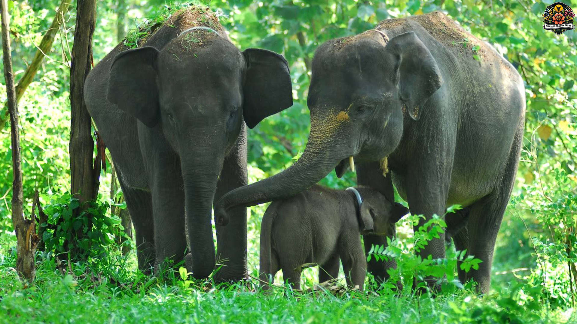 Mengenal Gajah Sumatera: Gigantisme yang Terancam Punah