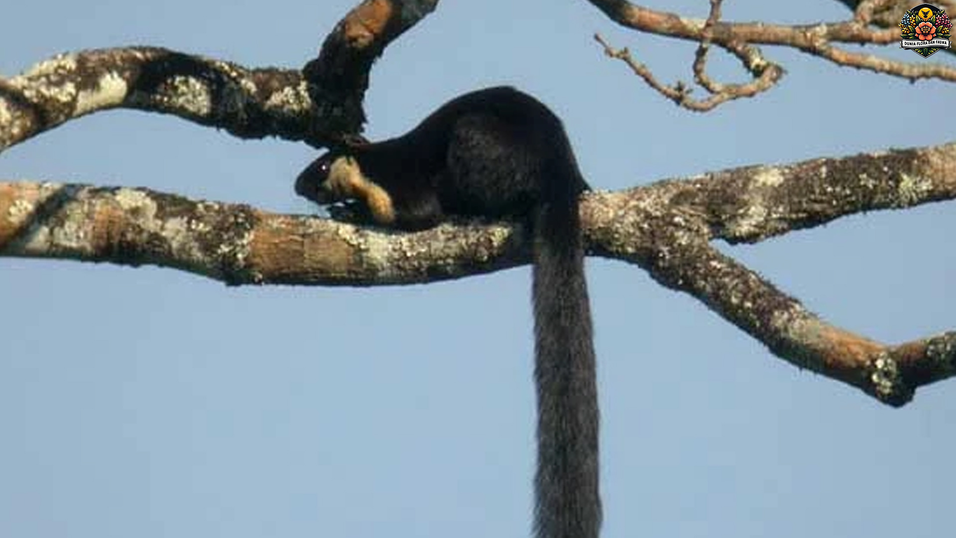 Fakta Menarik Jelarang Hitam, Tupai Besar Penghuni Kanopi