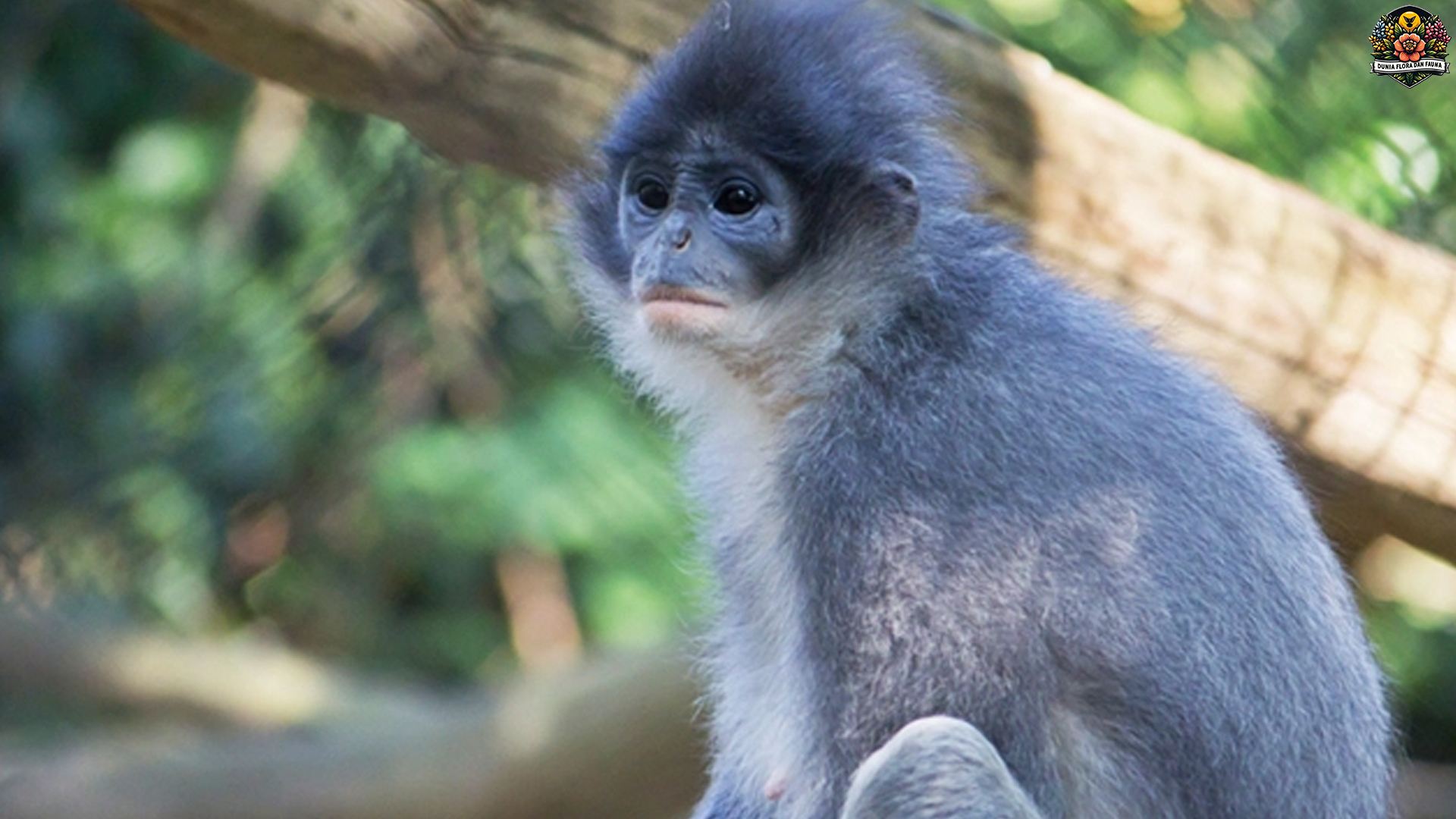 Surili: Monyet Cantik dengan Cerita Unik dari Hutan Indonesia