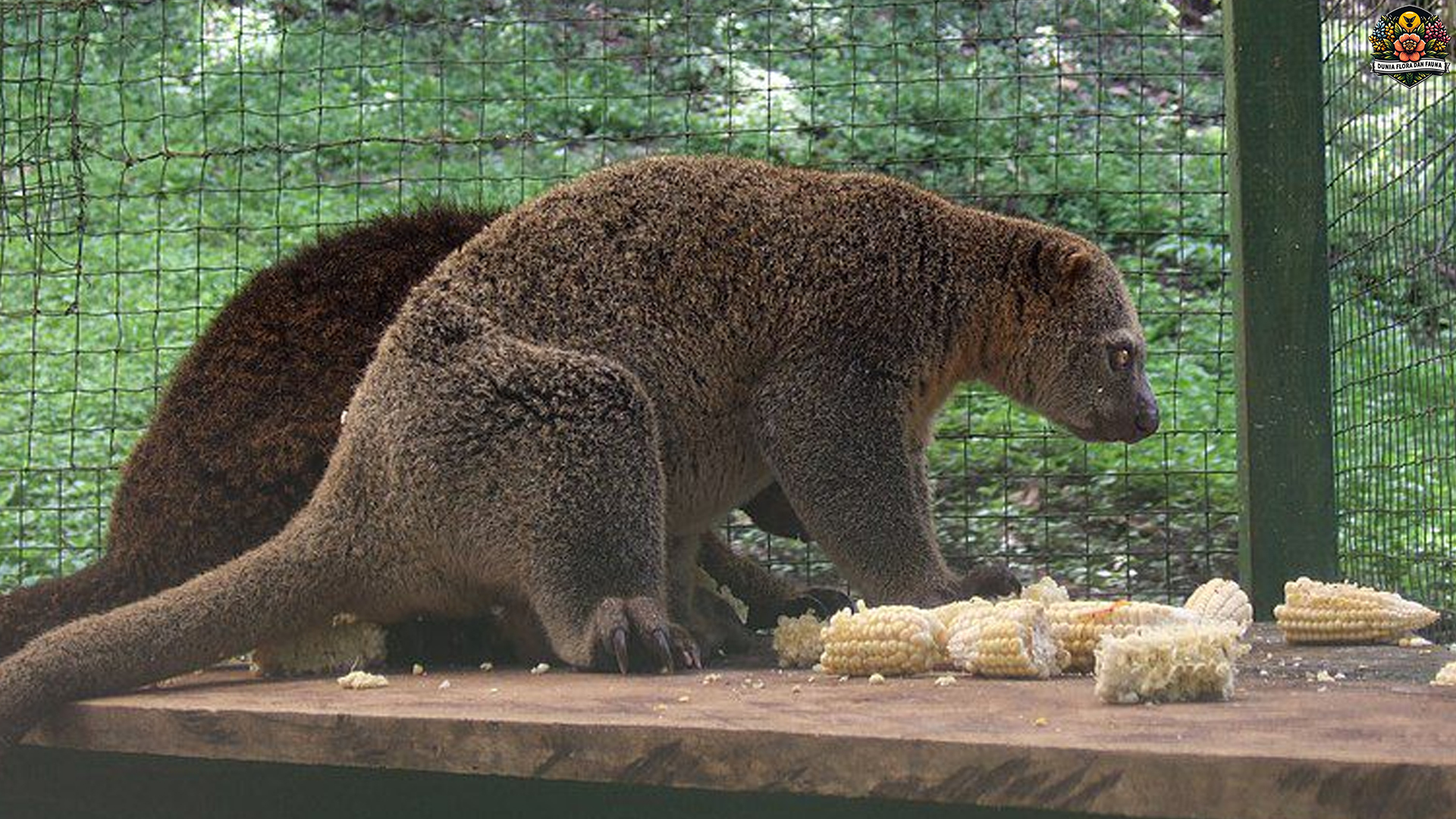 Si Bubutu: Sosok Misterius yang Memikat di Dunia Fauna