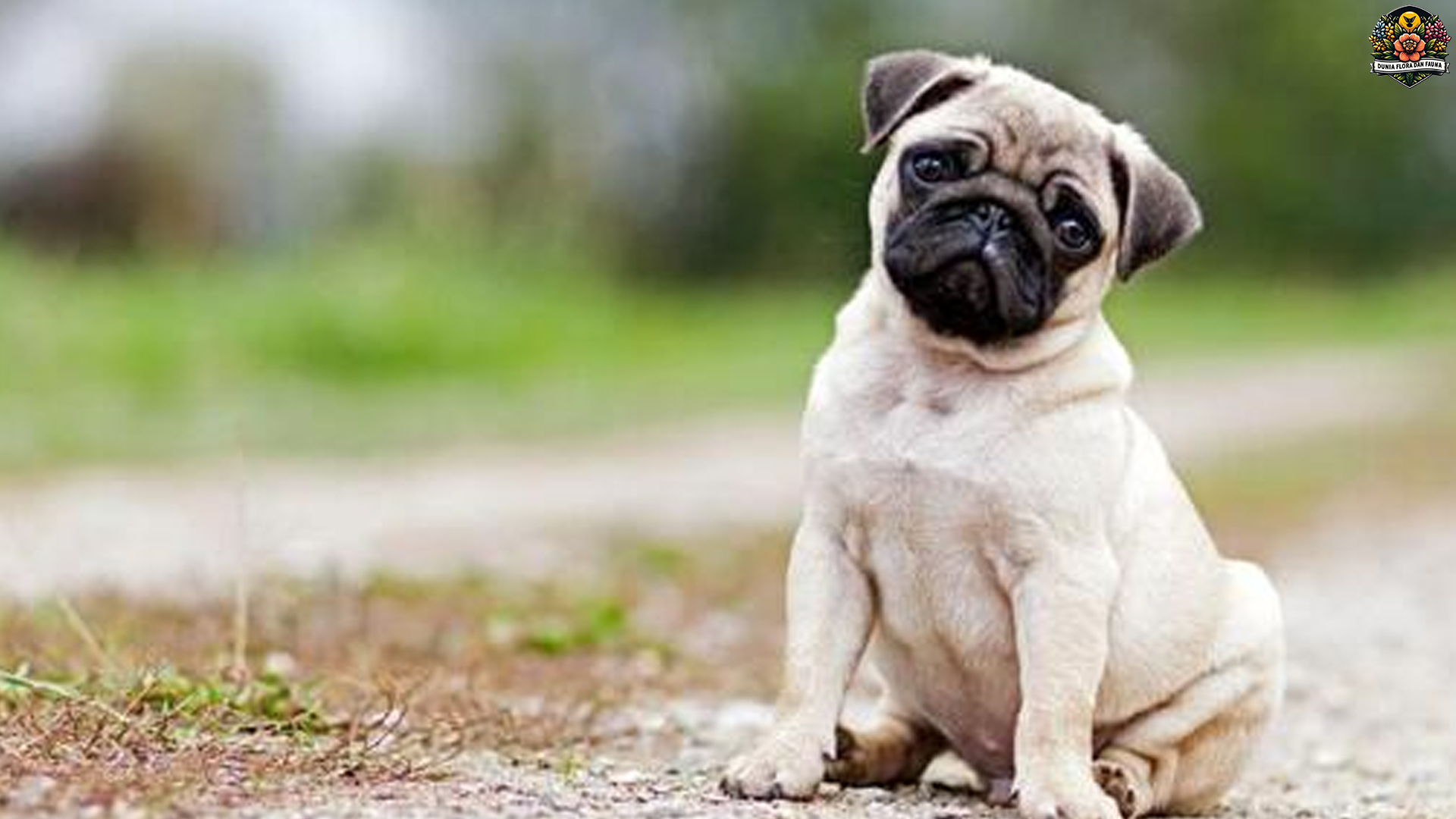 Mengenal Lebih Dekat Anjing Pug: Ciri Khas dan Kepribadiannya