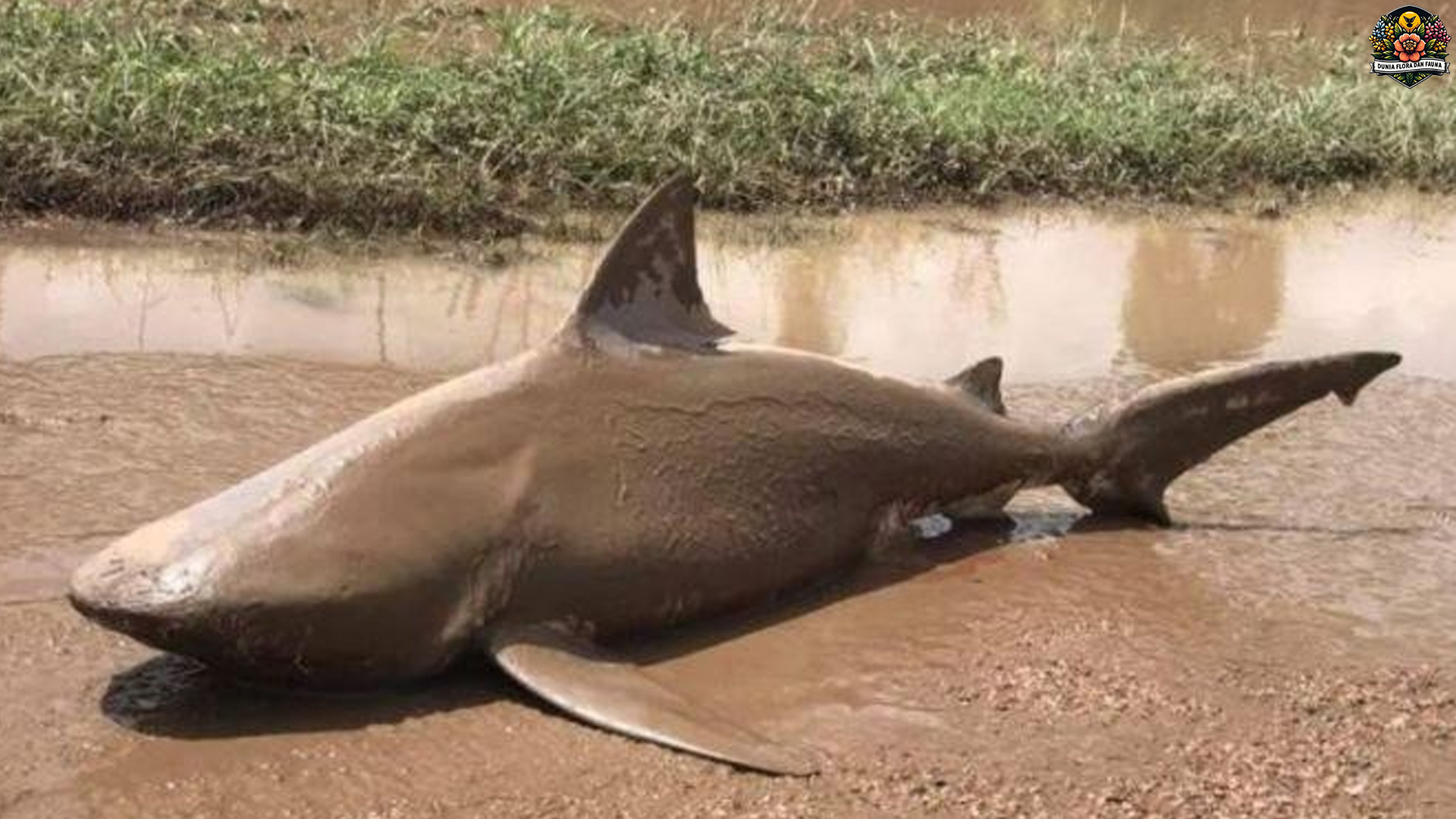 Hiu Banteng: Kehebatan Predator Laut yang Patut Dikenal Dekat