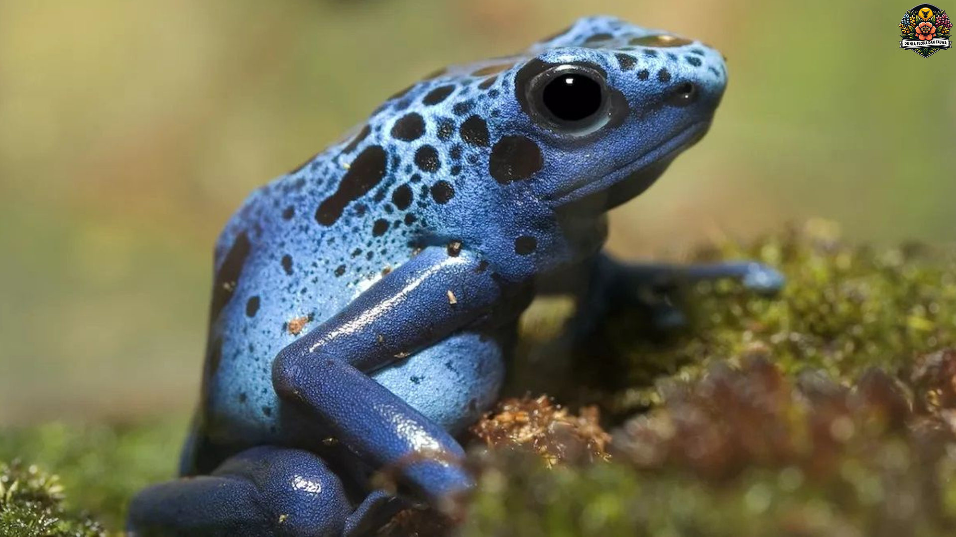 Mengenal Katak Panah Beracun: Keindahan yang Mematikan