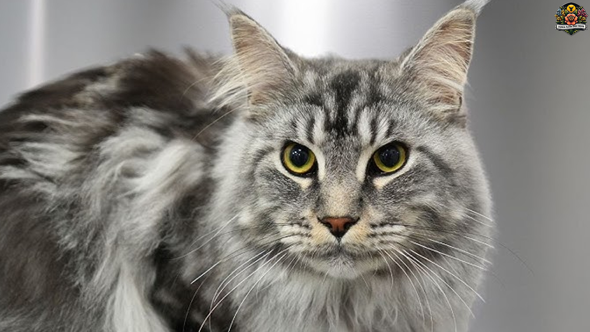 Pesona Kucing Maine Coon: Teman Setia yang Tumbuh Besar