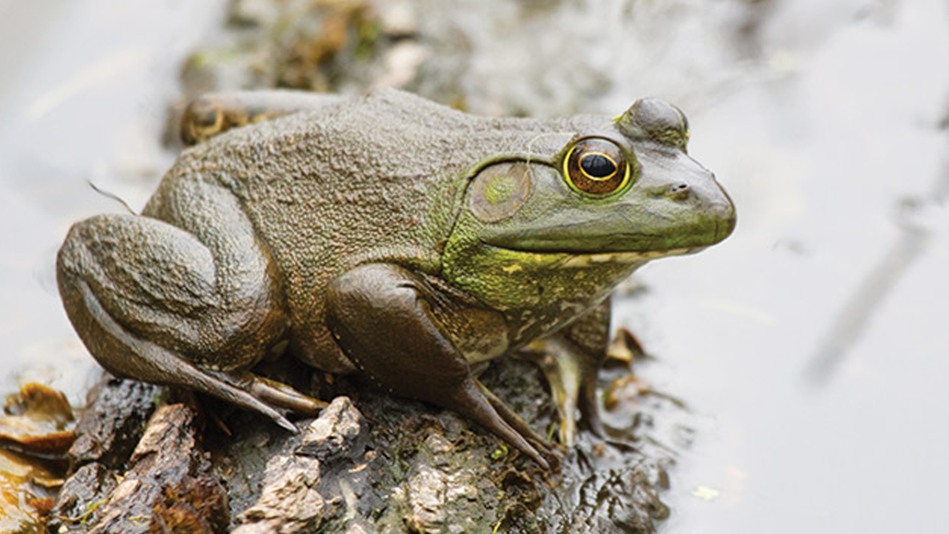 Habitat dan Adaptasi Katak Lembu dalam Kehidupan Liar
