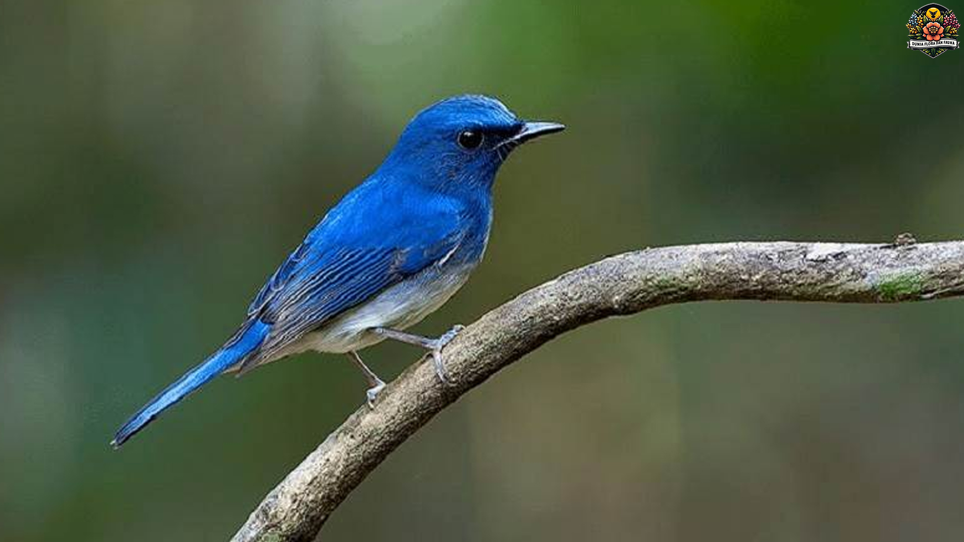 Keunikan Burung Sikatan Aceh: Pesona Alam dari Sumatra