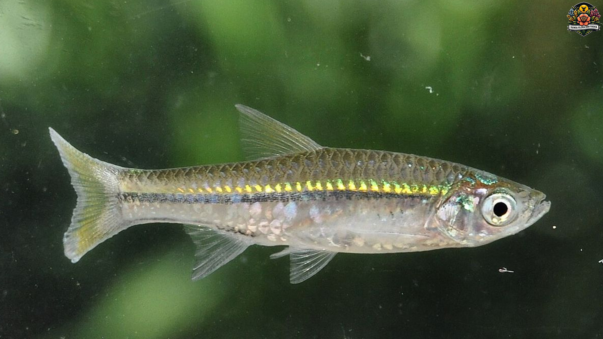 Keajaiban Alam: Cara Ikan Wader Pari Beradaptasi di Habitatnya