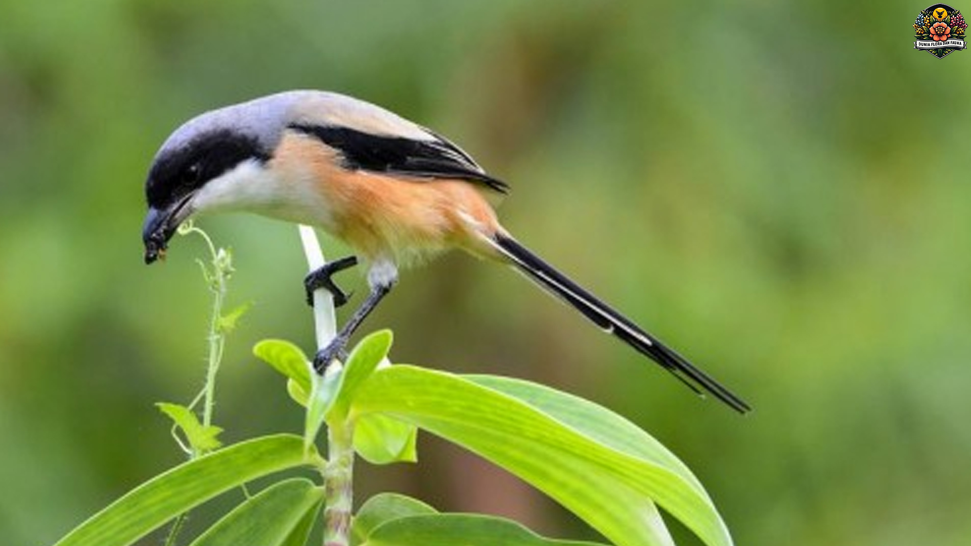Keunikan Burung Cendet yang Memikat Hati Pecinta Burung
