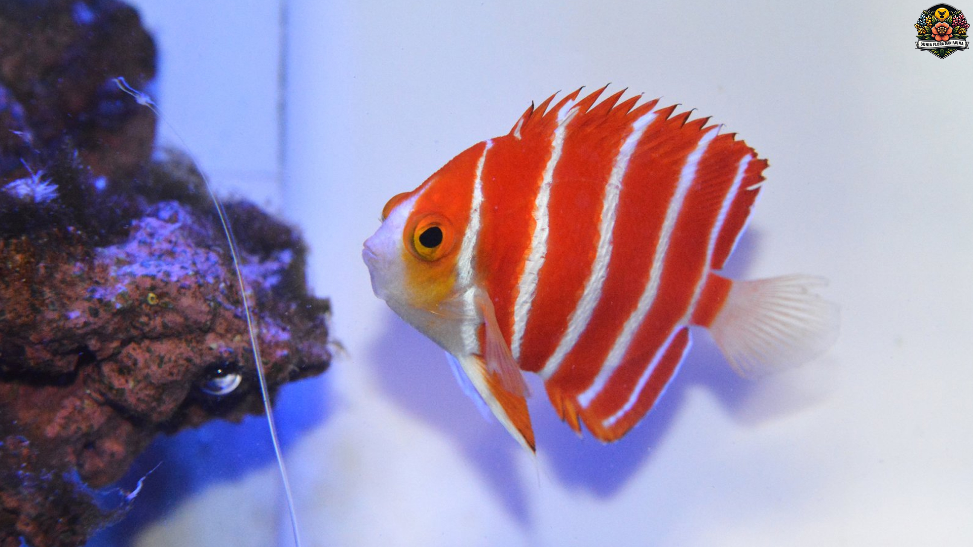 Peppermint Angelfish: Fakta Menarik Spesies Langka Indah