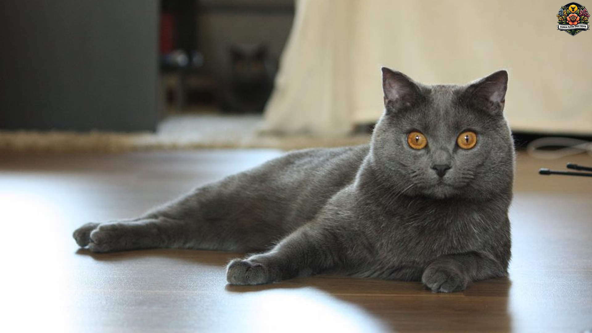 Kucing Chartreux: Keindahan dan Keunikan Ras Kucing Prancis