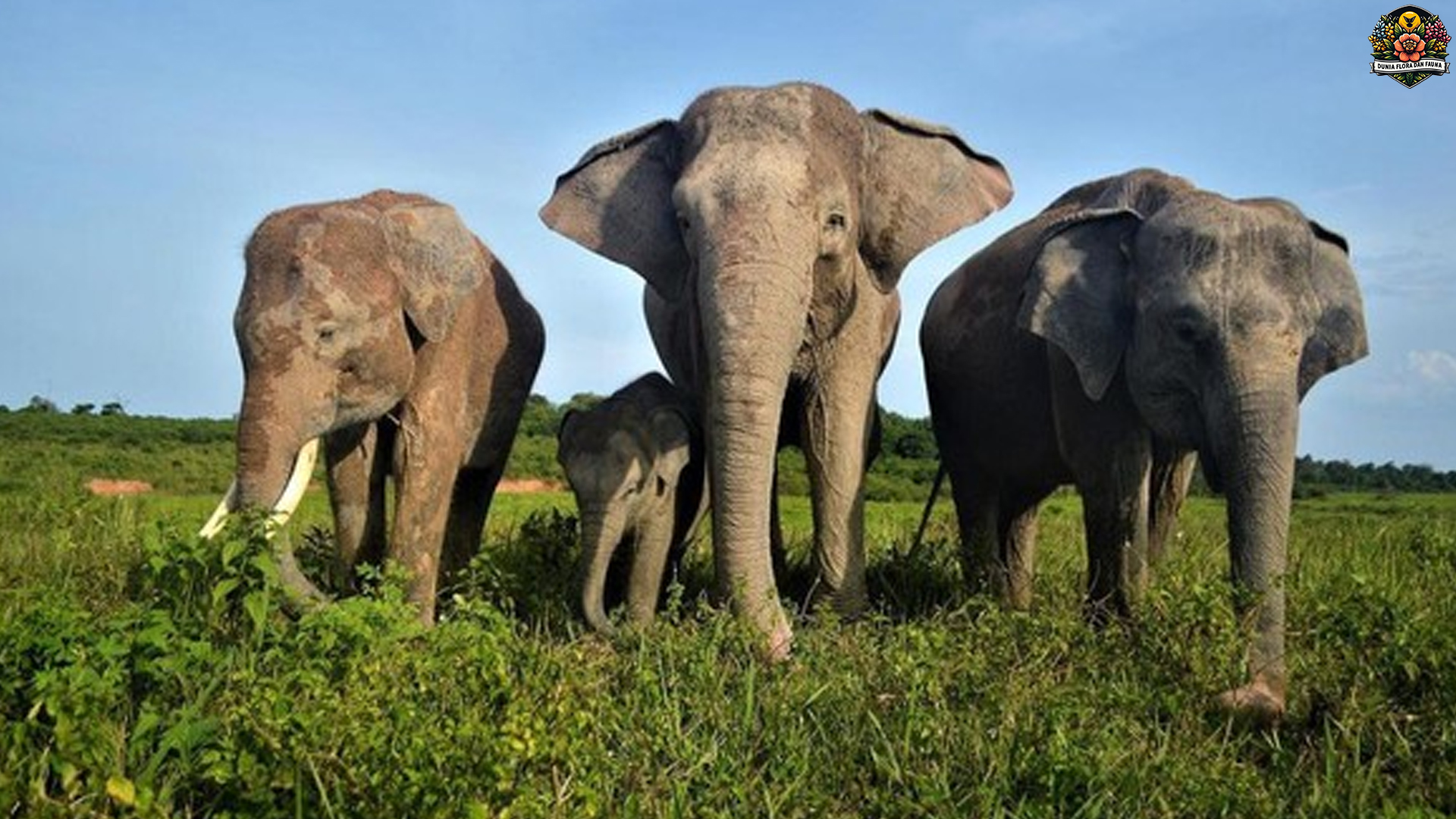 Mengenal Gajah Sumatera: Gigantisme yang Terancam Punah