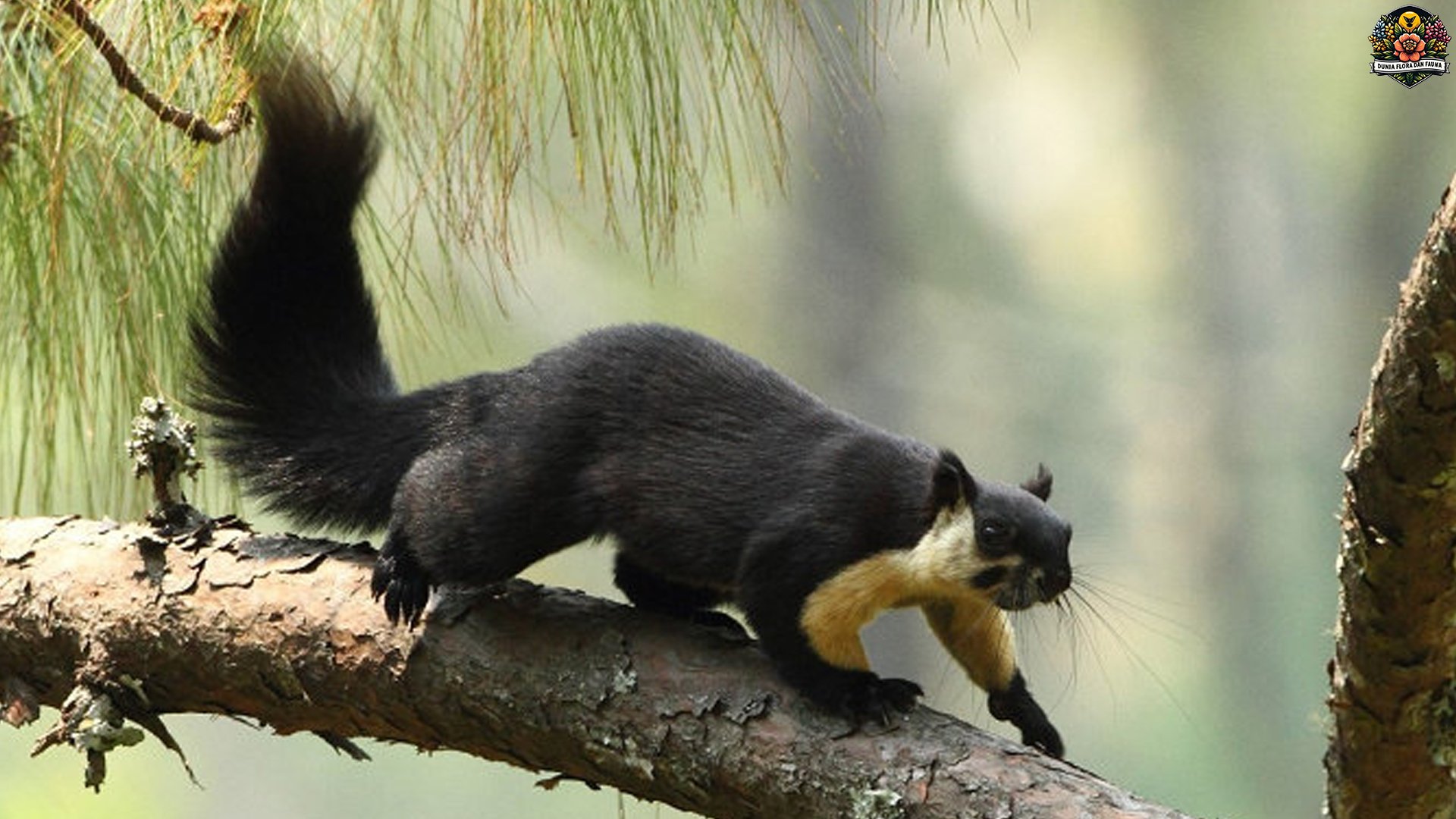 Fakta Menarik Jelarang Hitam, Tupai Besar Penghuni Kanopi