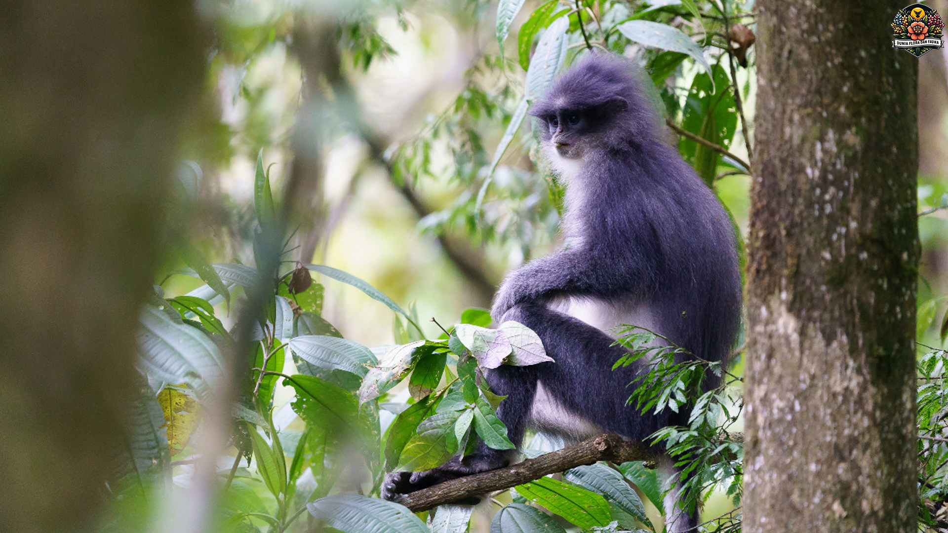 Surili: Monyet Cantik dengan Cerita Unik dari Hutan Indonesia