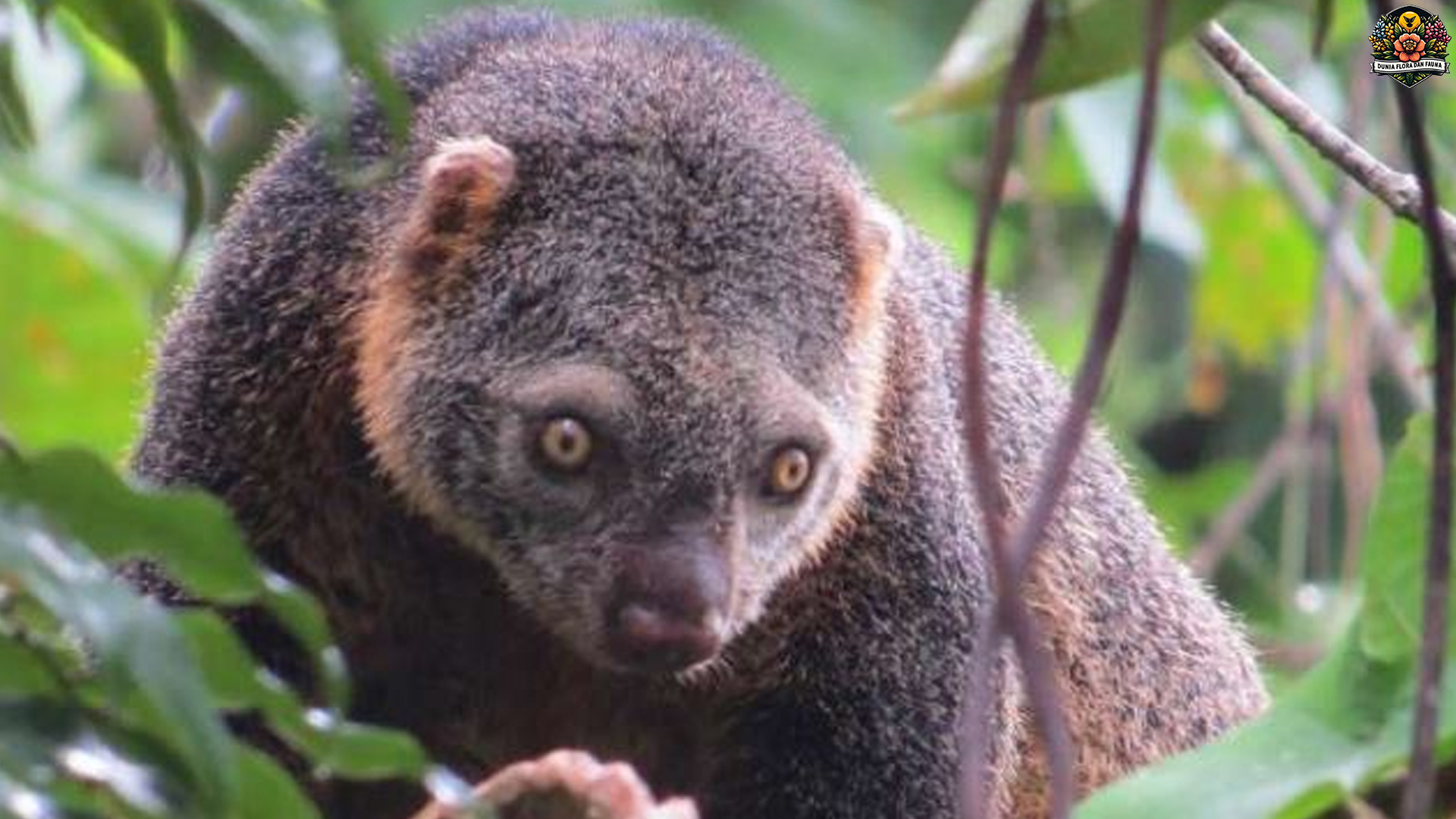 Si Bubutu: Sosok Misterius yang Memikat di Dunia Fauna