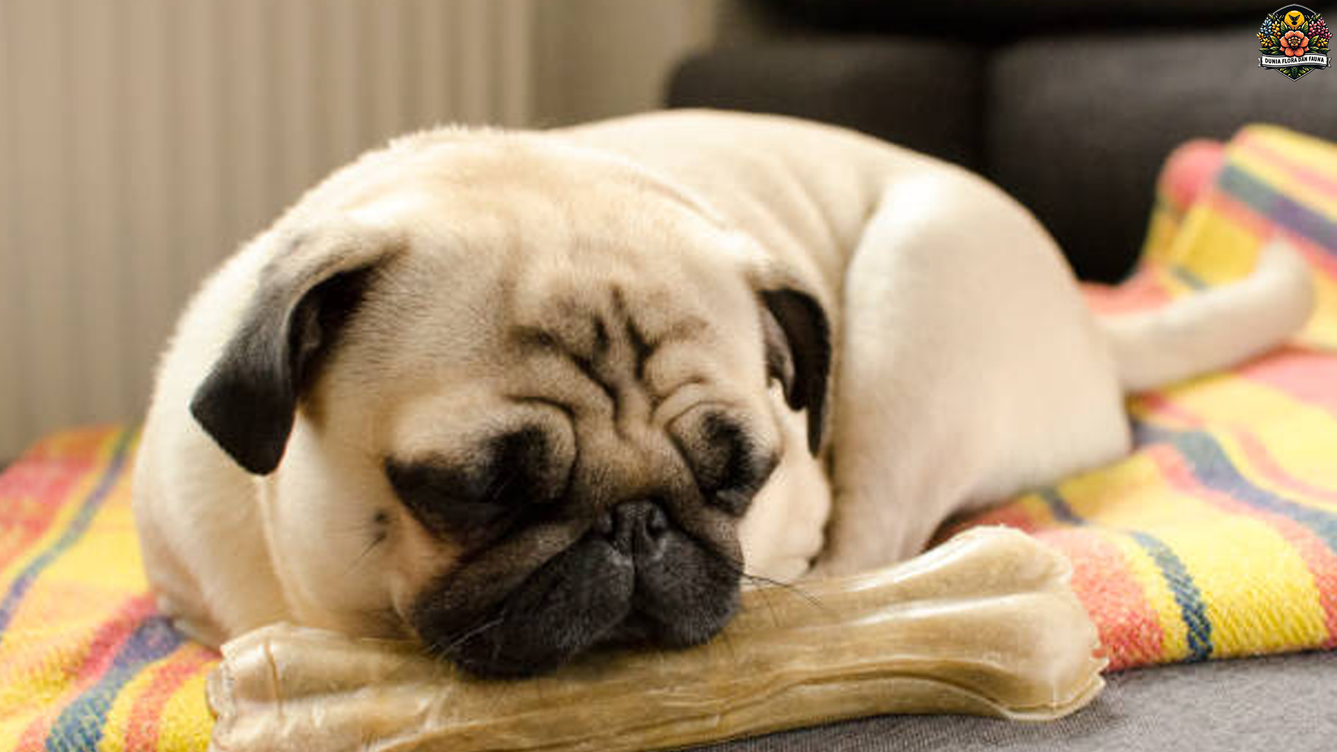 Mengenal Lebih Dekat Anjing Pug: Ciri Khas dan Kepribadiannya