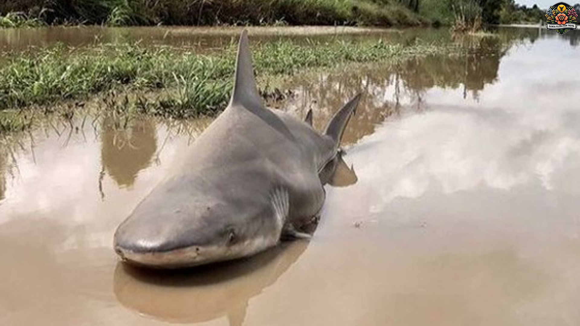 Hiu Banteng: Kehebatan Predator Laut yang Patut Dikenal Dekat