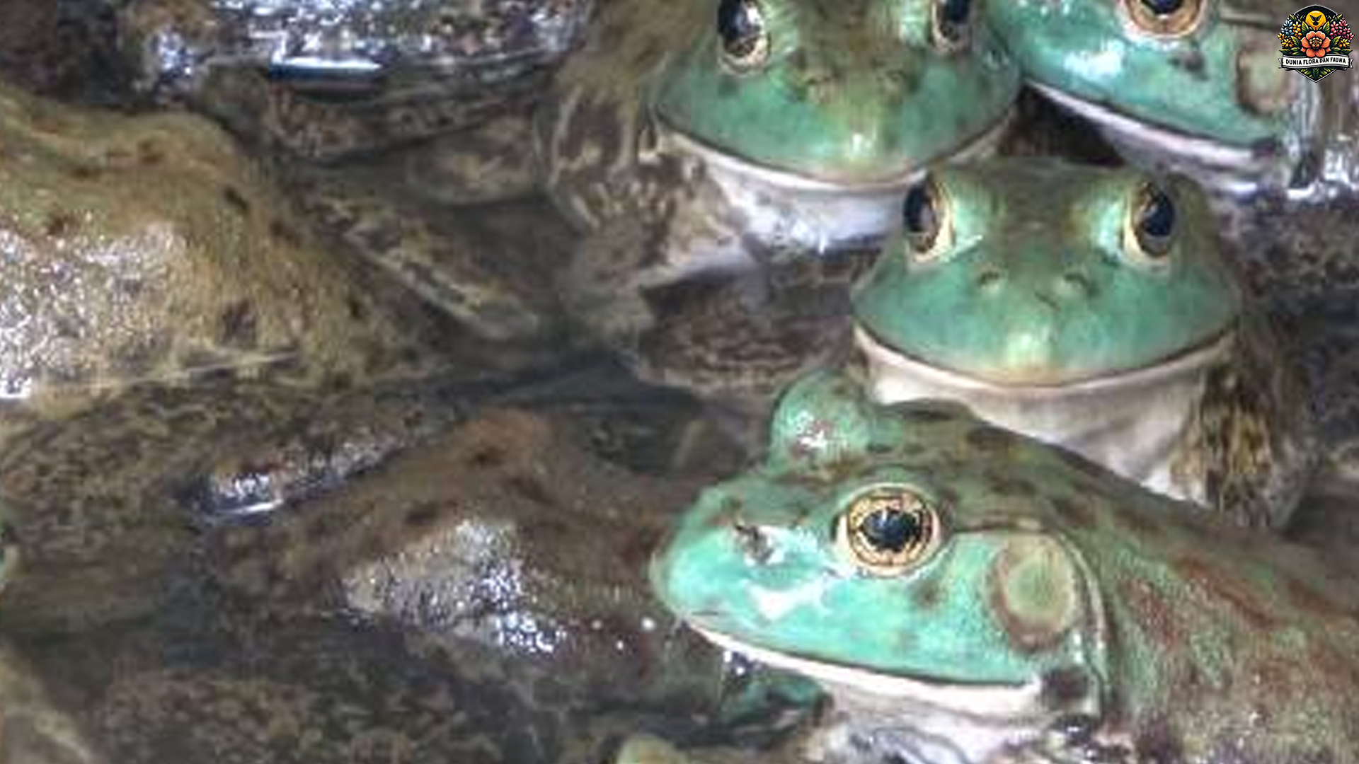 Habitat dan Adaptasi Katak Lembu dalam Kehidupan Liar