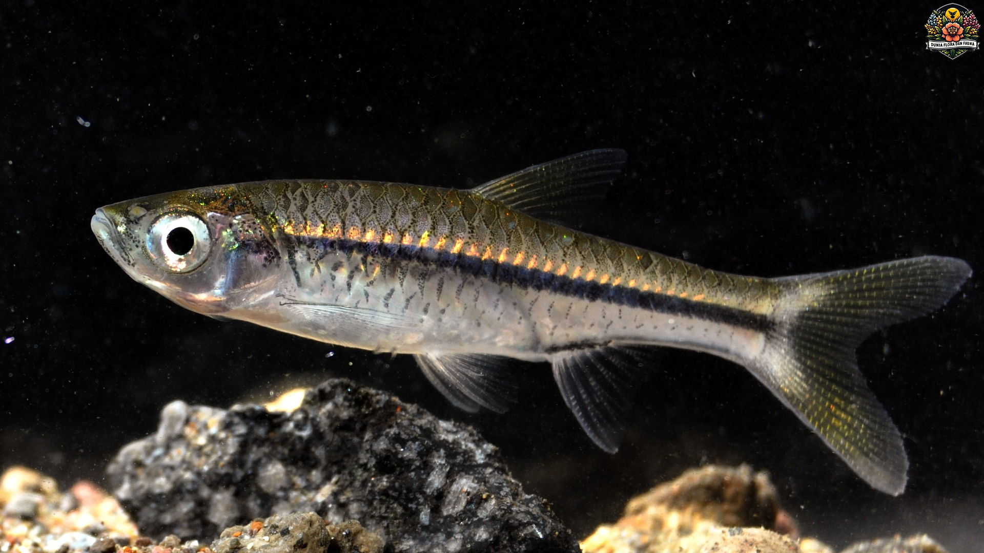 Keajaiban Alam: Cara Ikan Wader Pari Beradaptasi di Habitatnya