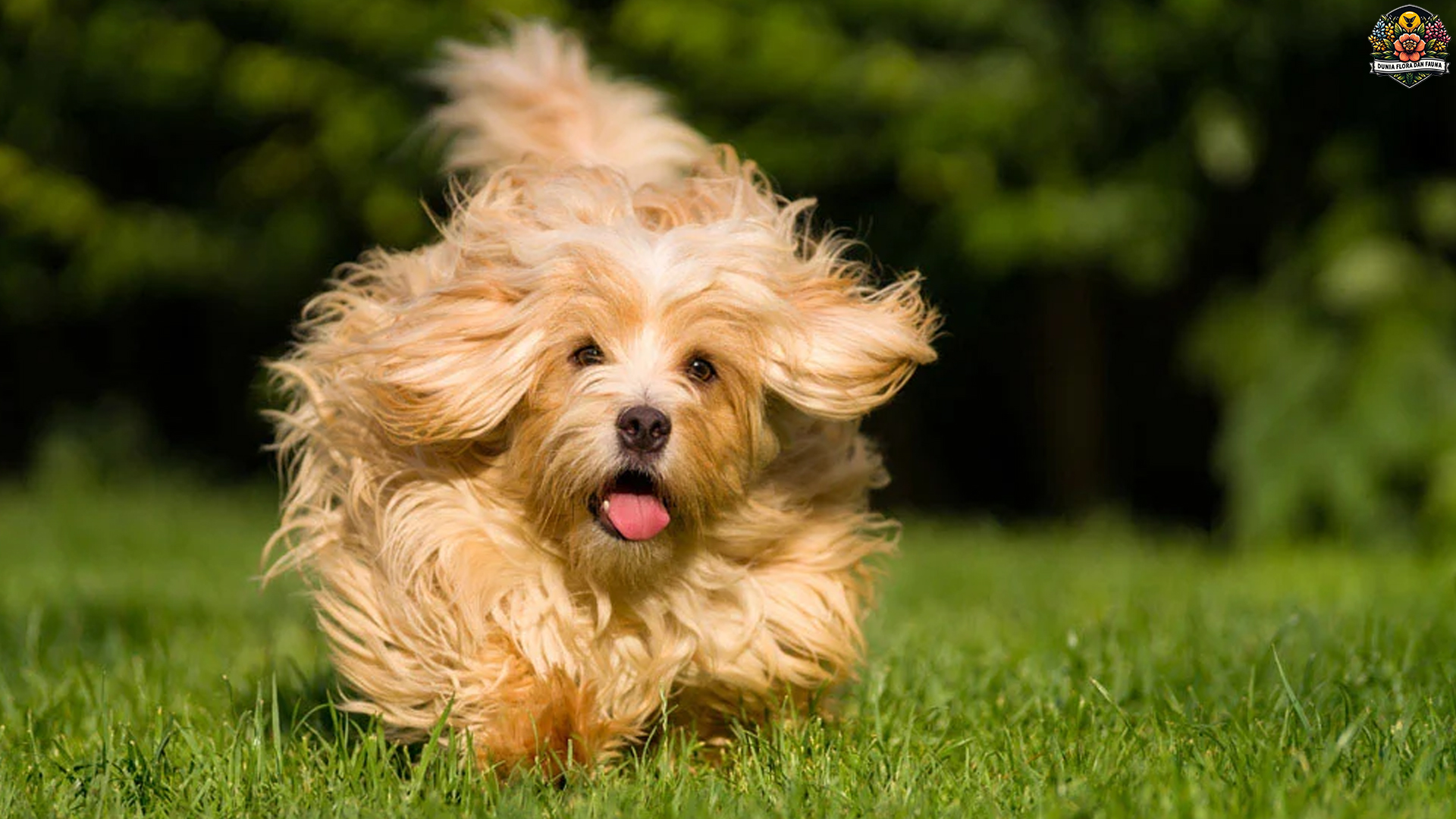 Bichon Havanais: Anjing Kecil dengan Kepribadian Besar