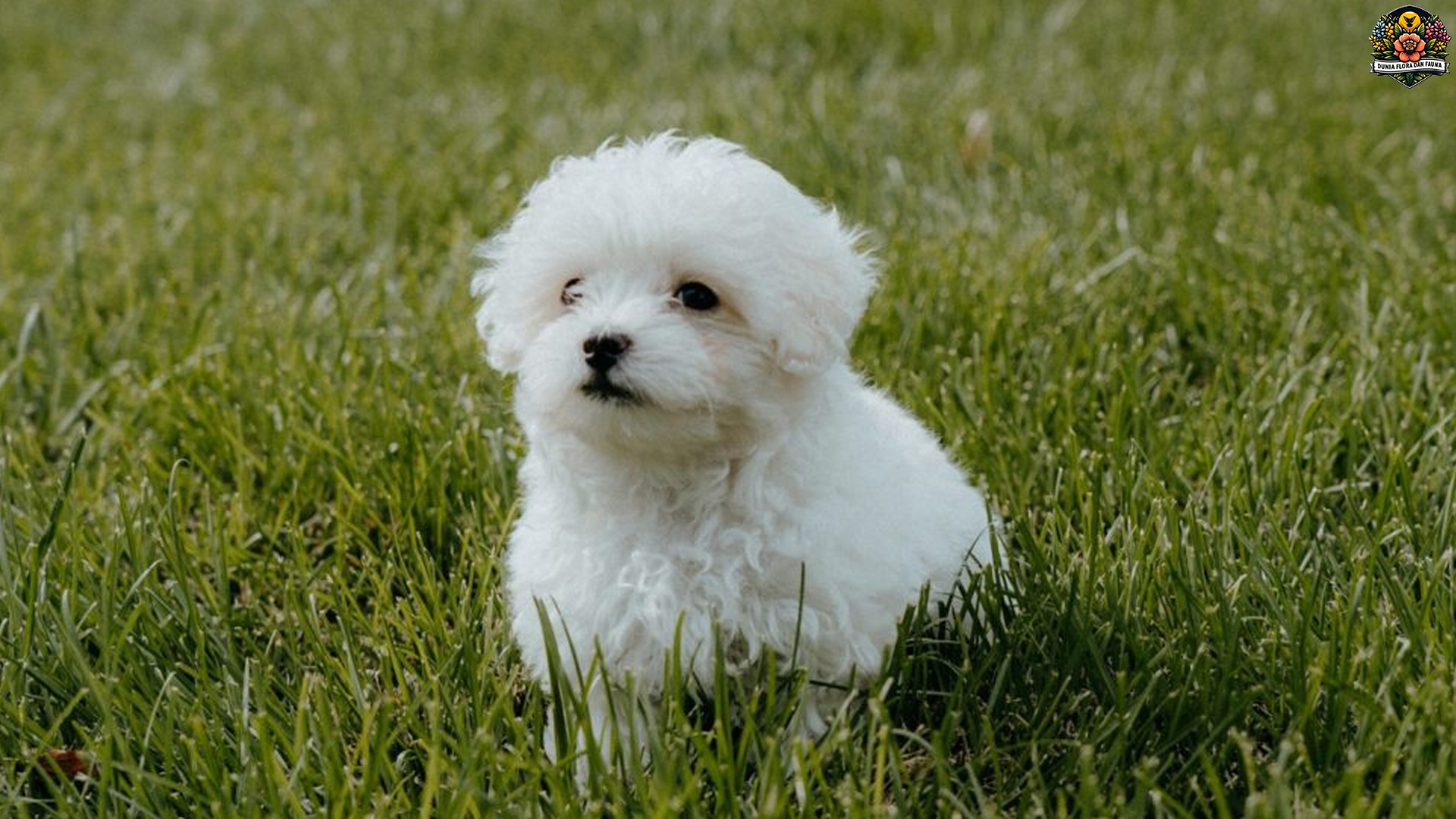 Mengenal Anjing Maltipoo: Si Kecil yang Menggemaskan