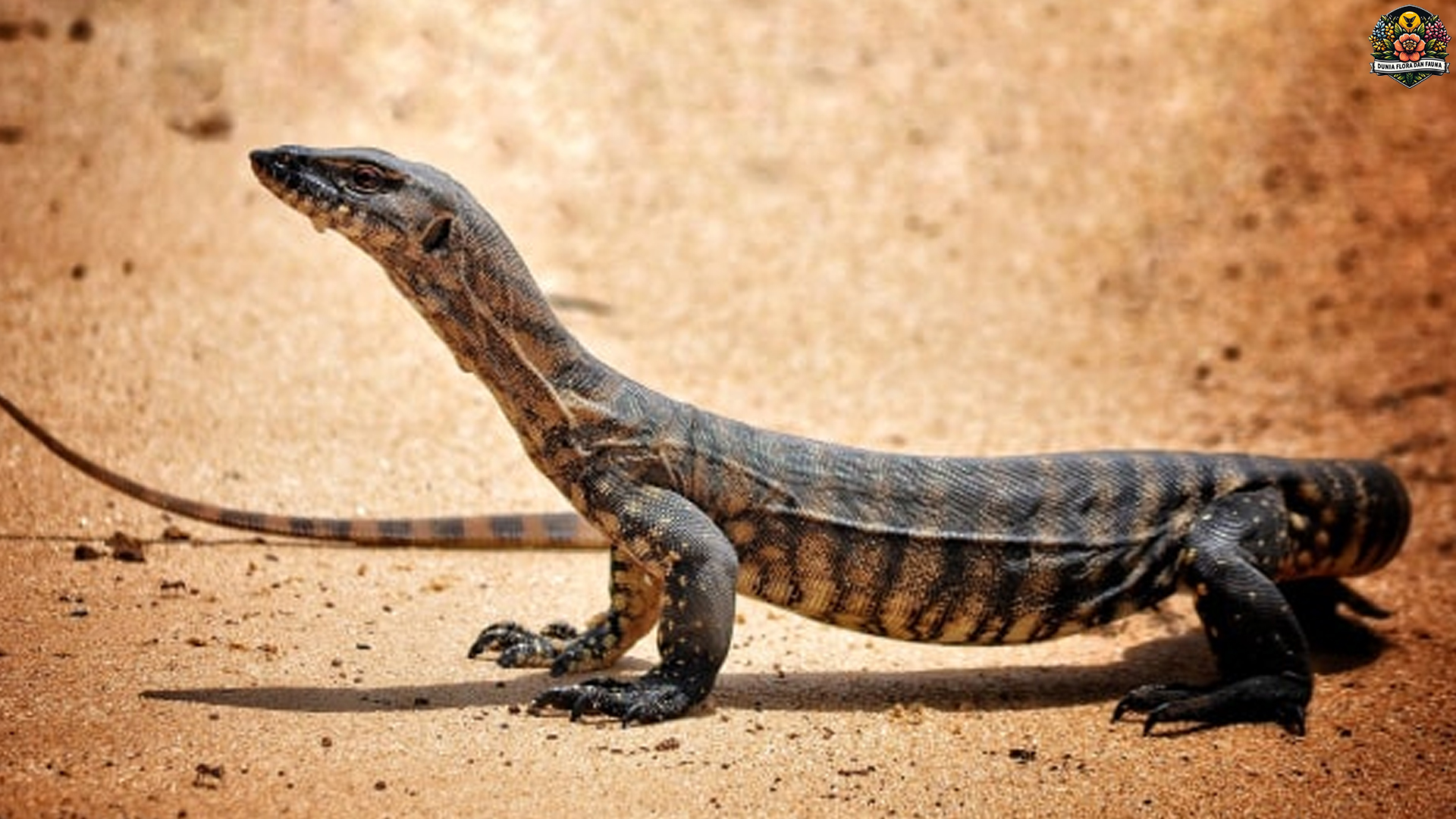 Mengenal Biawak Air: Reptil Besar Penghuni Sungai dan Rawa