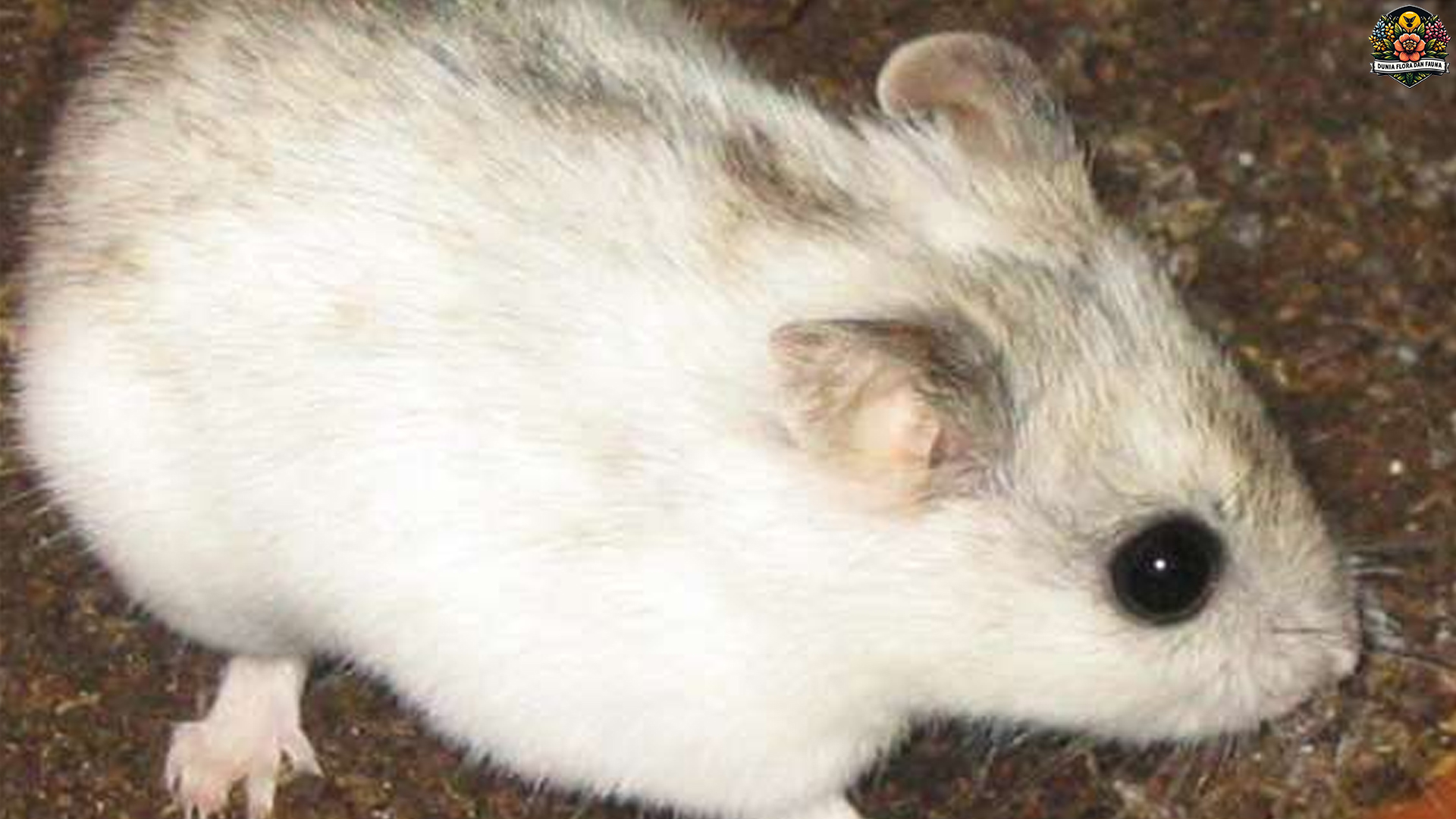 Fakta Unik Tentang Hamster Tiongkok yang Jarang Diketahui