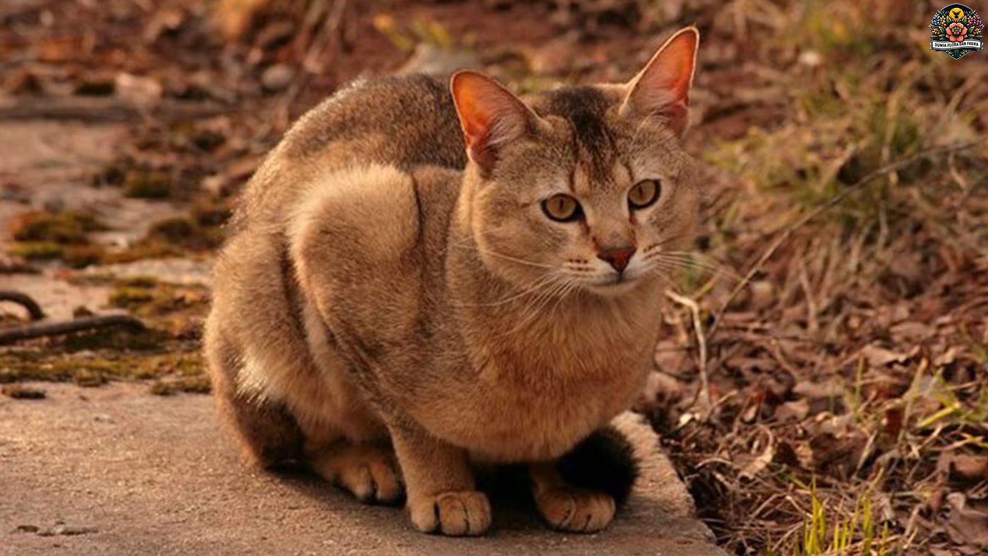 Chausie: Keindahan dan Karakteristik Kucing Hibrida yang Unik