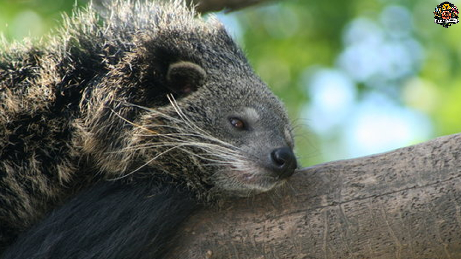 Lebih dari Sekadar Luwak: Menguak Dunia Paradoxurinae
